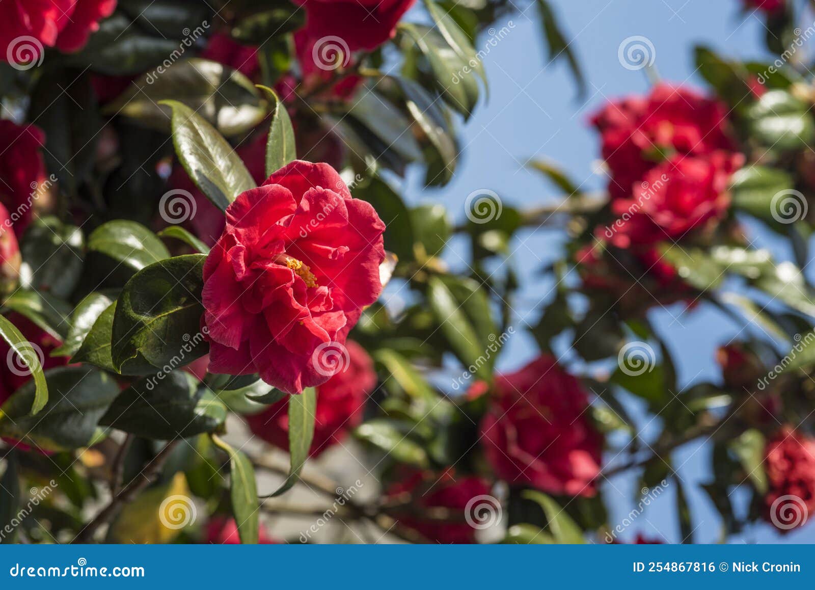 Flores : Cierre De Una Flor Camélica Roja. Camellia Japonica 3 Foto de  archivo - Imagen de macro, amarillo: 254867816