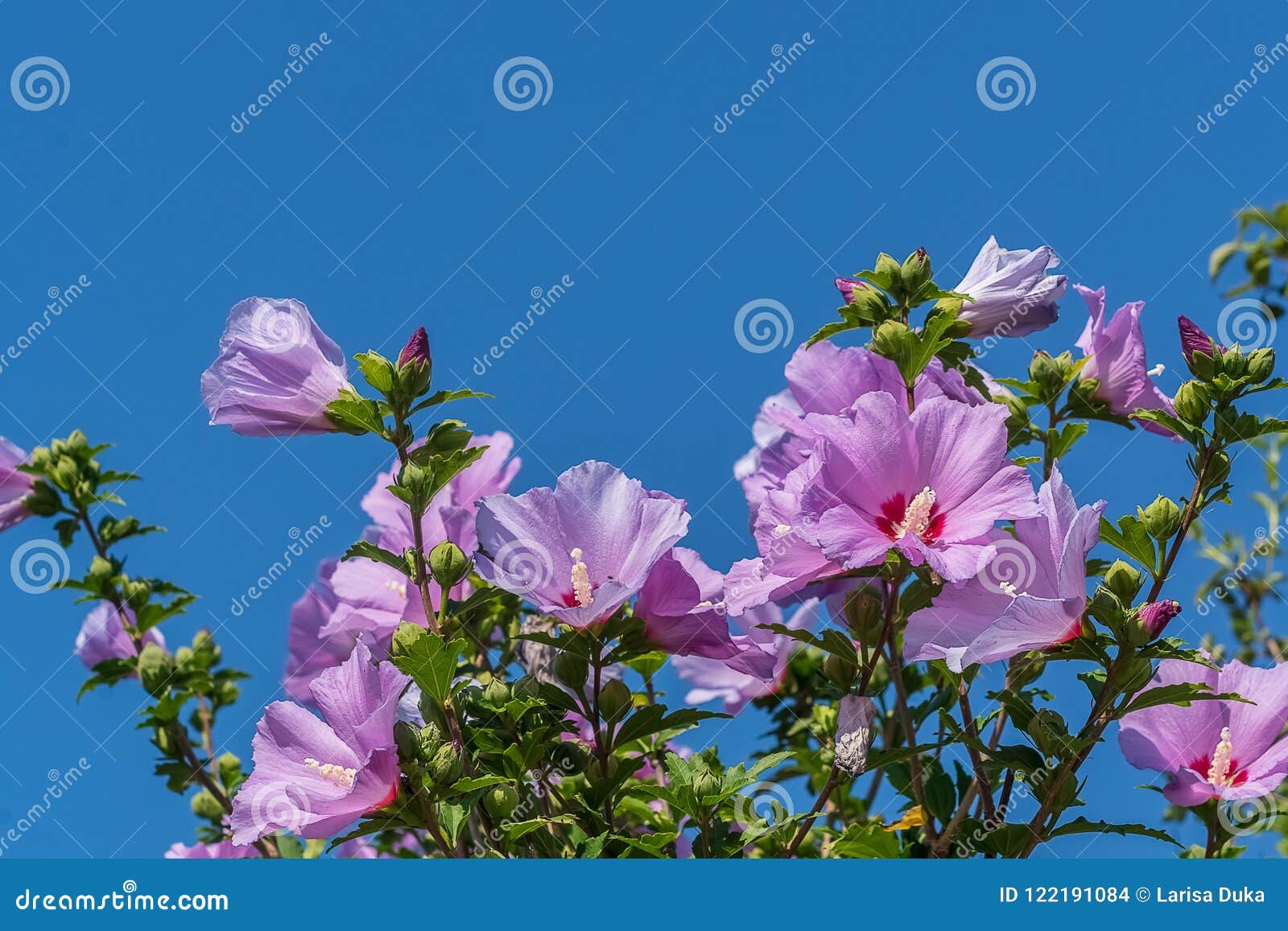 Flores Color De Rosa De China Rosada En Un Jardín Foto de archivo - Imagen  de fresco, cubo: 122191084