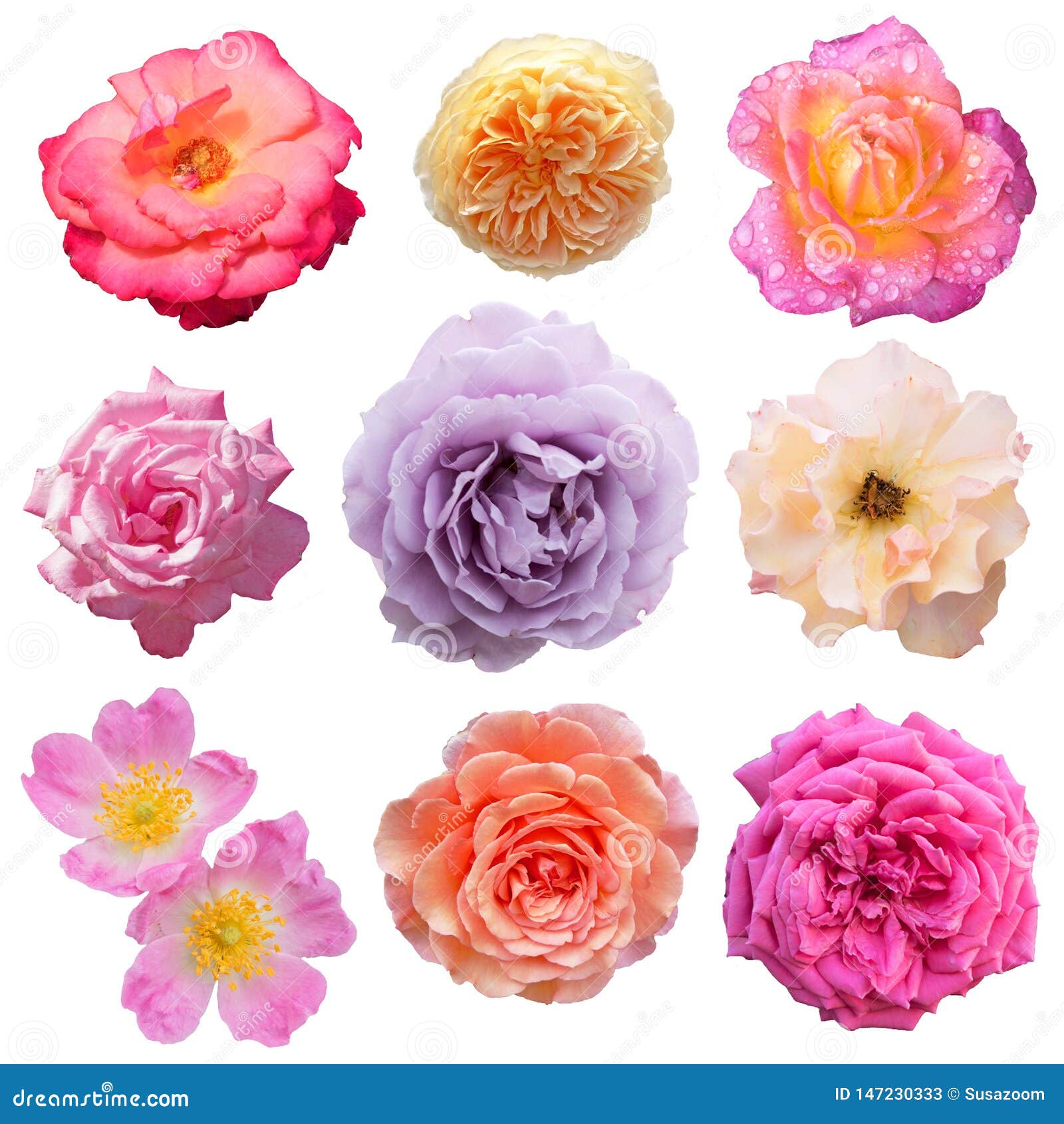 Flores Color De Rosa Hermosos Aislados En El Fondo Blanco Imagen de archivo  - Imagen de madres, fondo: 147230333