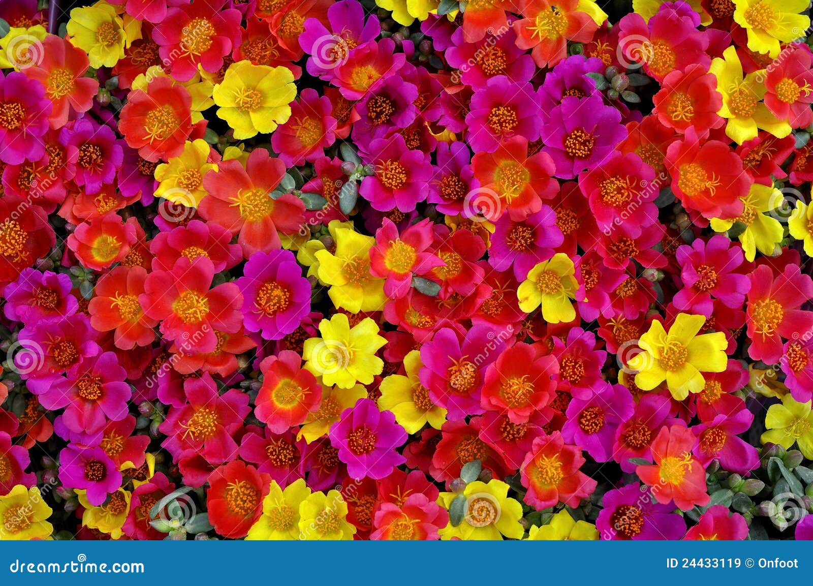 Flores coloridas imagen de archivo. Imagen de belleza - 24433119