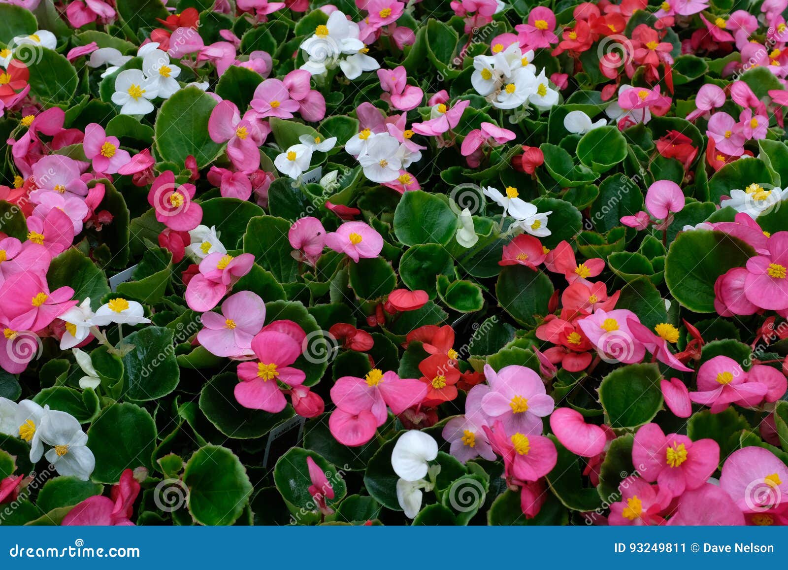 Flores Coloridas Da Begônia Imagem de Stock - Imagem de anual, colorido:  93249811