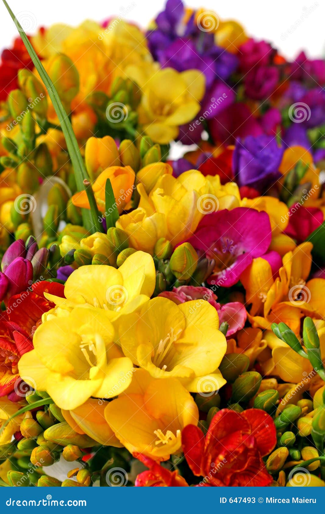 Flores Coloridas Da Primavera Imagem de Stock - Imagem de amarelo, detalhe:  647493
