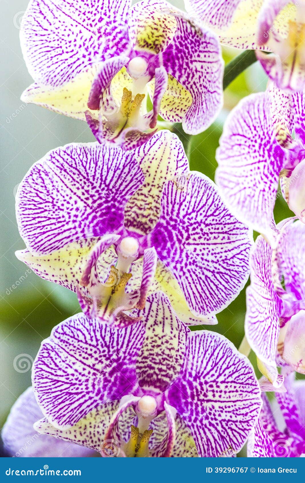 Flores Coloridas De La Orquídea Imagen de archivo - Imagen de belleza,  flores: 39296767
