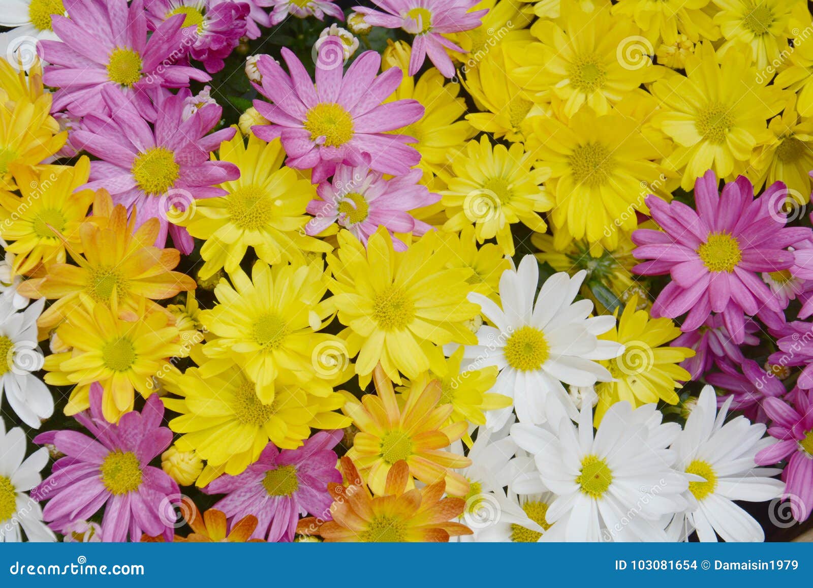 Flores Coloridas E Folhas Verdes, Fundo Natural Bonito Romântico Foto de  Stock - Imagem de bonito, branco: 103081654