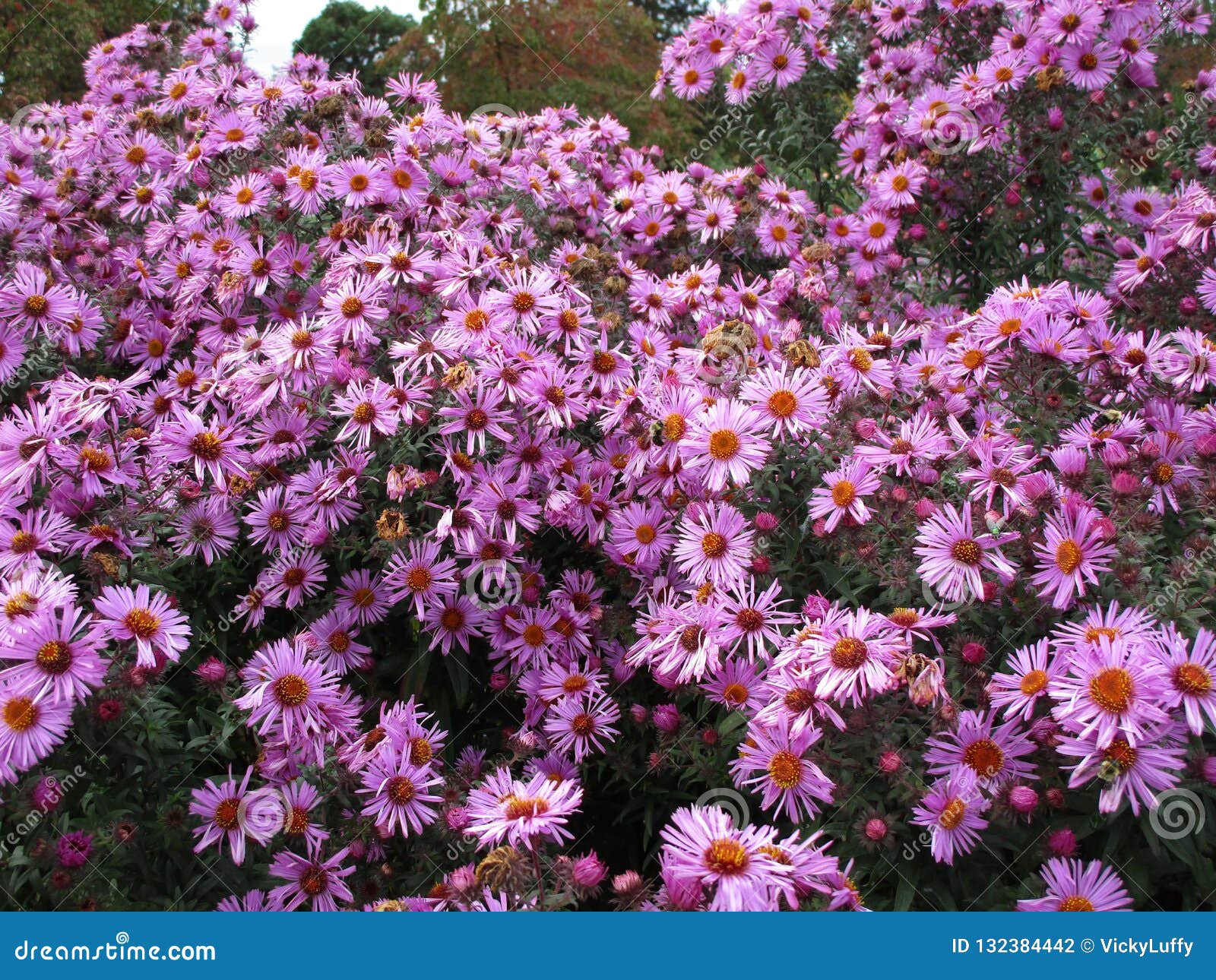 Flores Coloridas Lindas Bonitas Del Aster En Un Jardín, Canadá, 2018 Foto  de archivo - Imagen de clasificado, colorido: 132384442