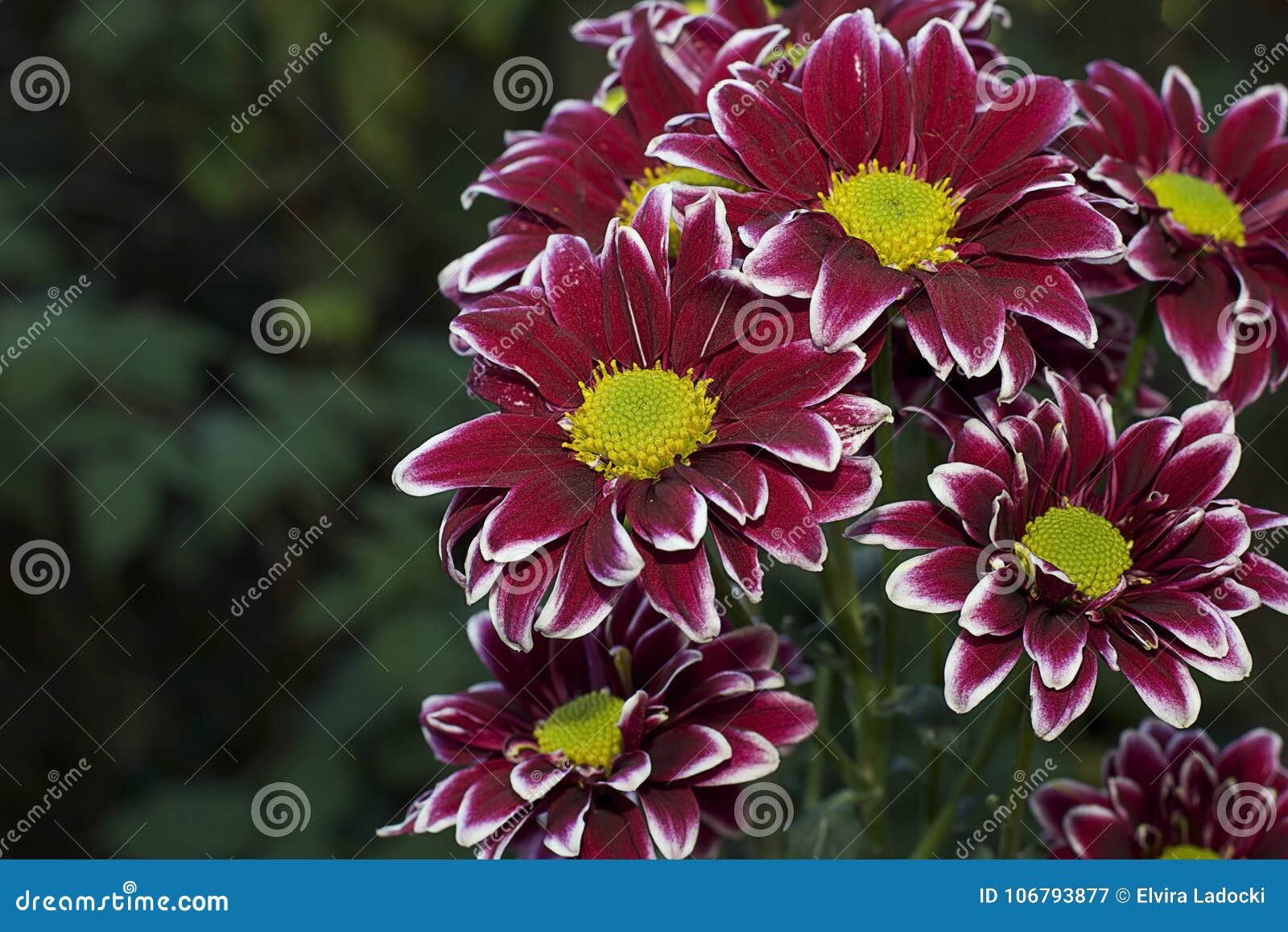 Flores Coloridas Muy Bonitas Del Otoño En Mi Jardín Imagen de archivo -  Imagen de belleza, blanco: 106793877