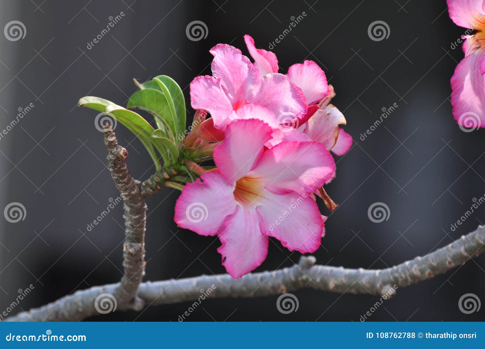 Flores Coloridas Na Natureza Flor Cor-de-rosa Do Deserto Foto de Stock -  Imagem de jardim, grupo: 108762788