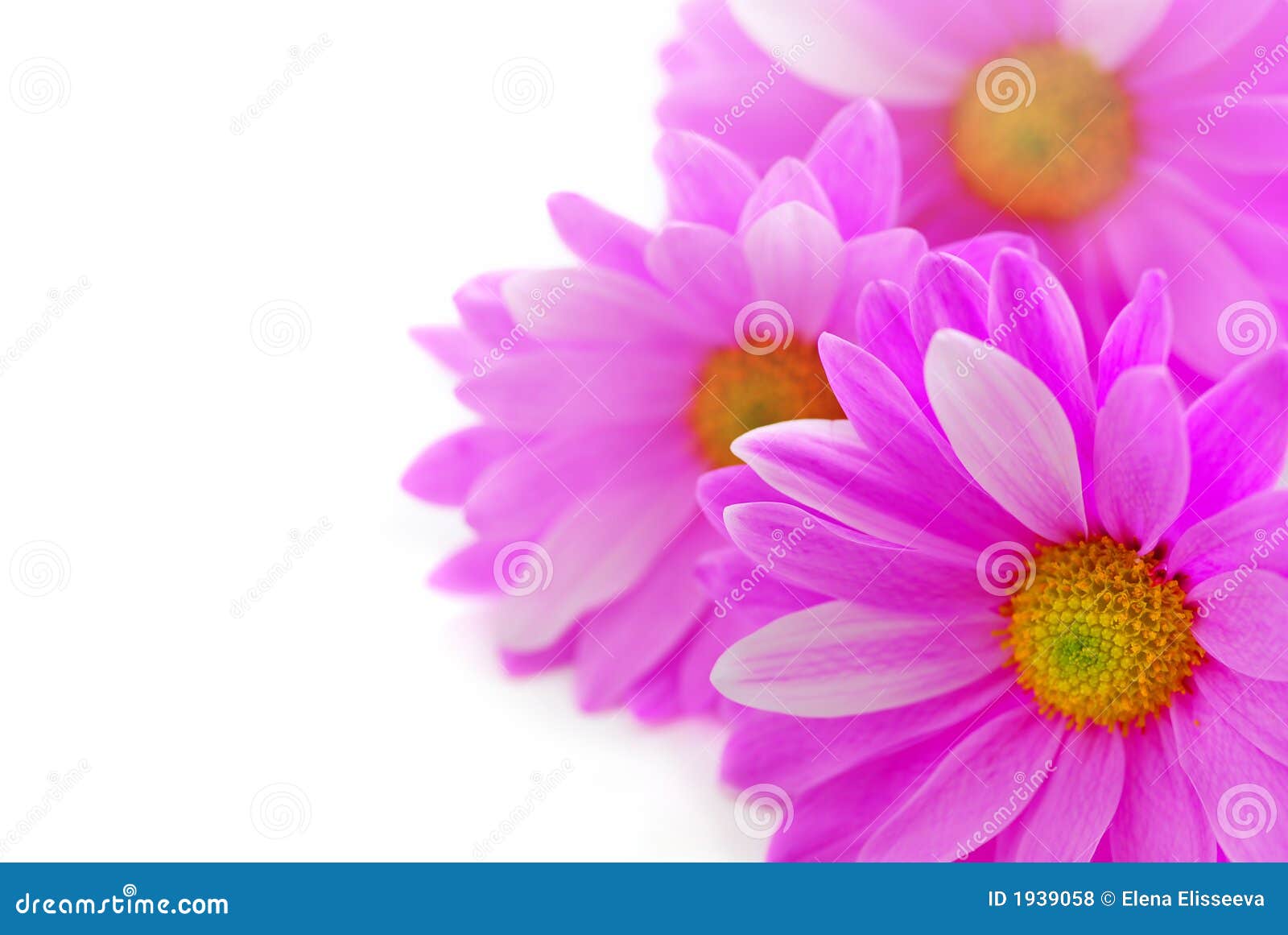 O fundo floral de flores cor-de-rosa fecha-se acima no branco
