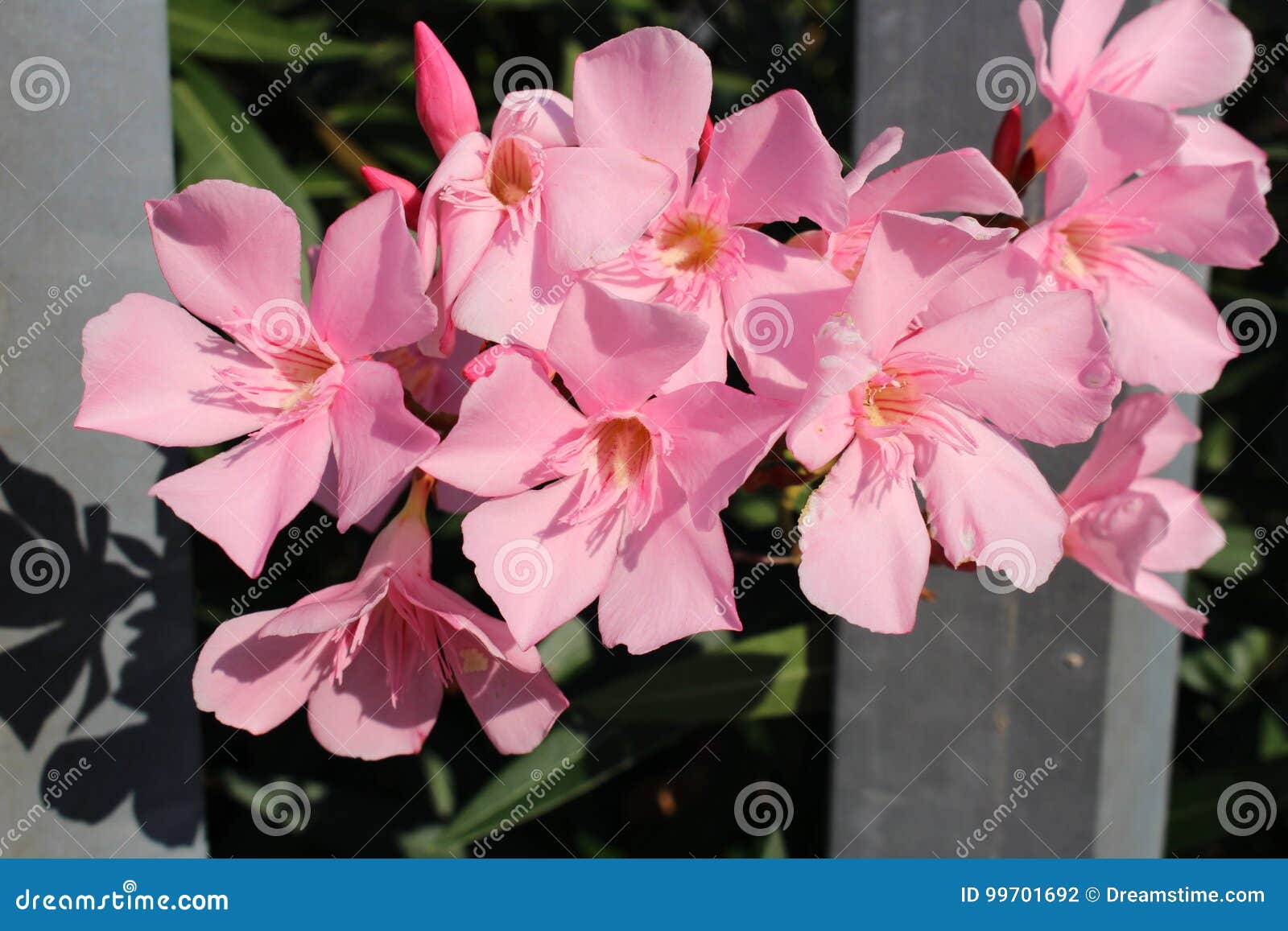 Flores cor-de-rosa que escaparam através da cerca