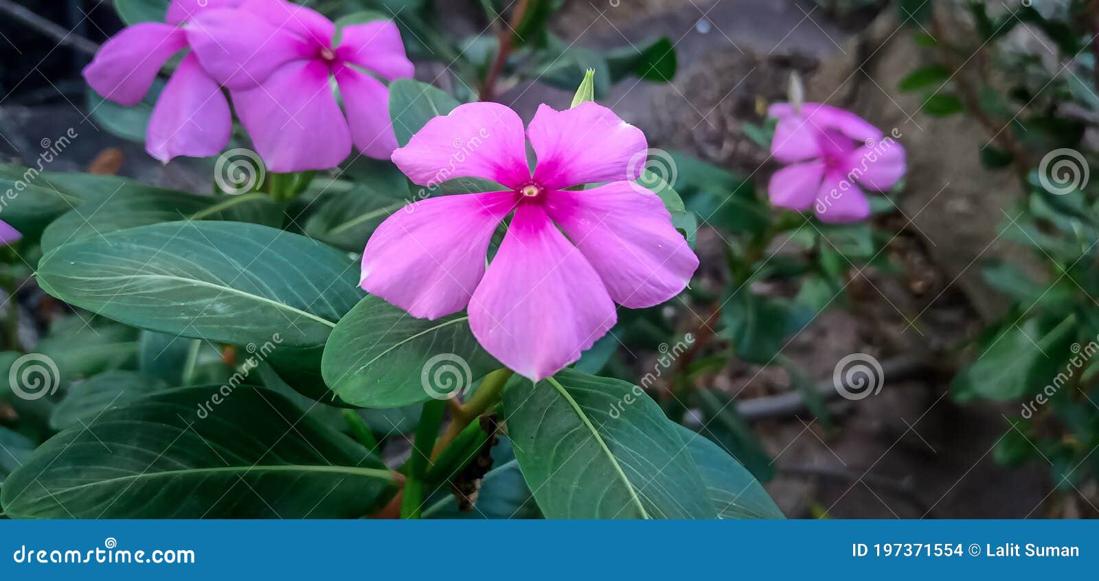 Flores Cor-de-rosa Com Planta No Jardim Foto de Stock - Imagem de exterior,  flor: 197371554