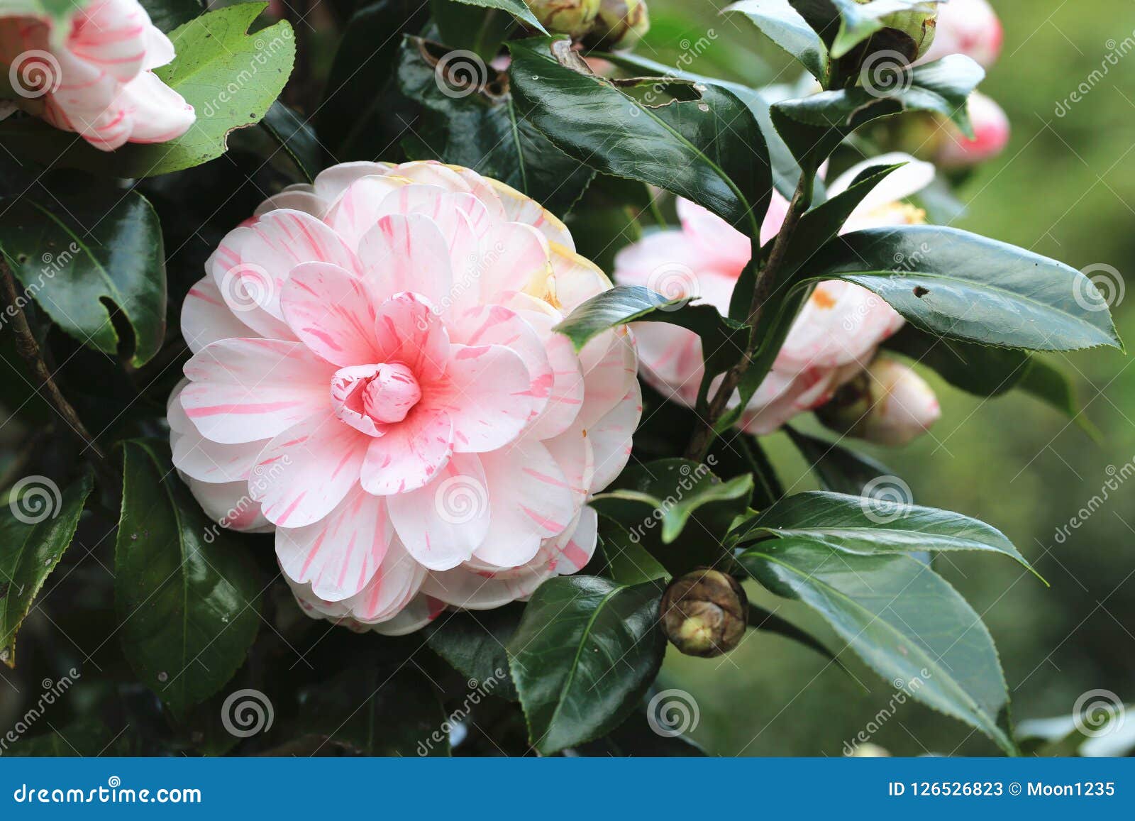 Flores Cor-de-rosa Da Camélia Que Florescem No Jardim Imagem de Stock -  Imagem de jardim, crescimento: 126526823