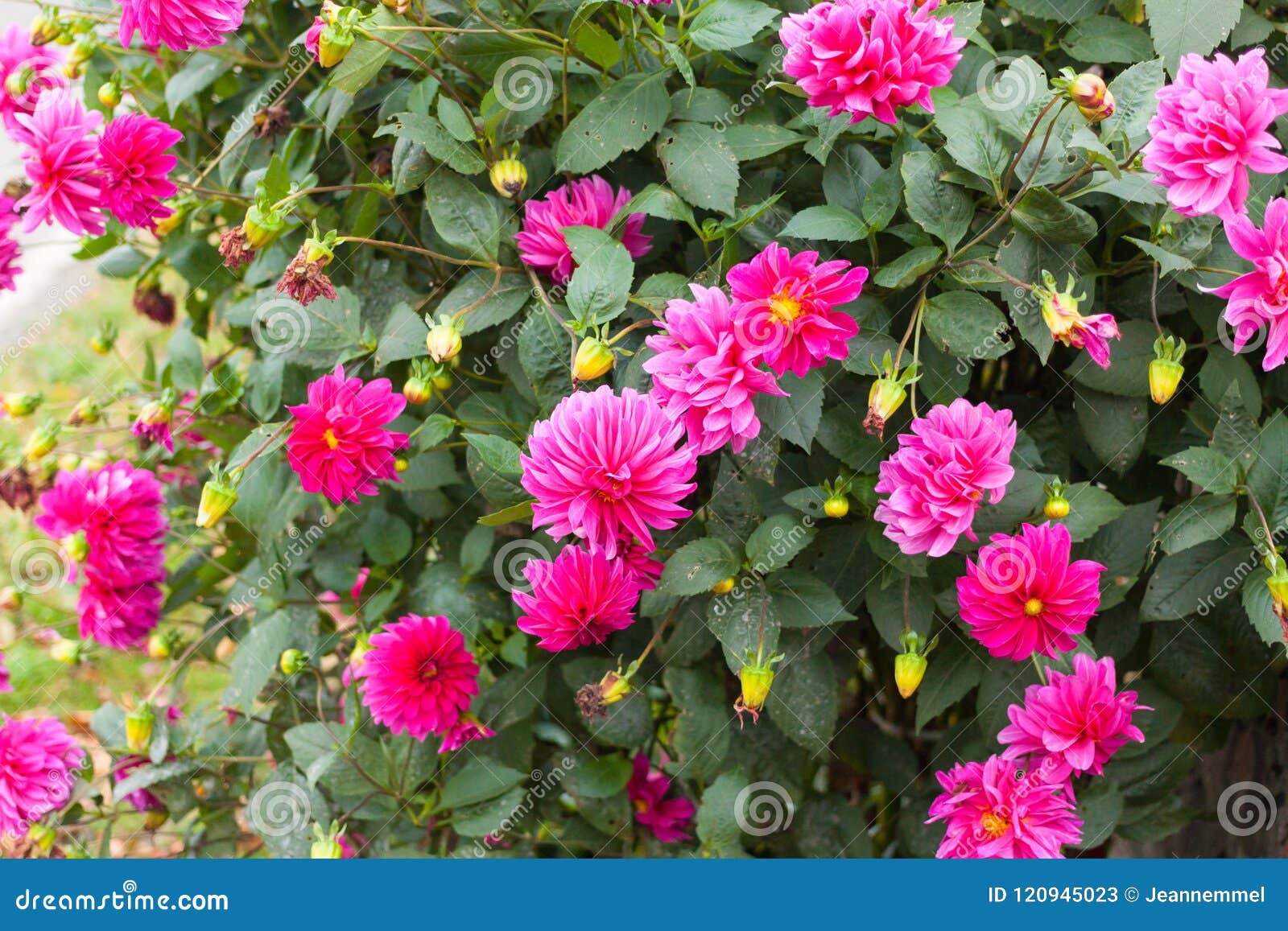 Flores Cor-de-rosa Da Dália No Jardim Imagem de Stock - Imagem de macro,  flor: 120945023