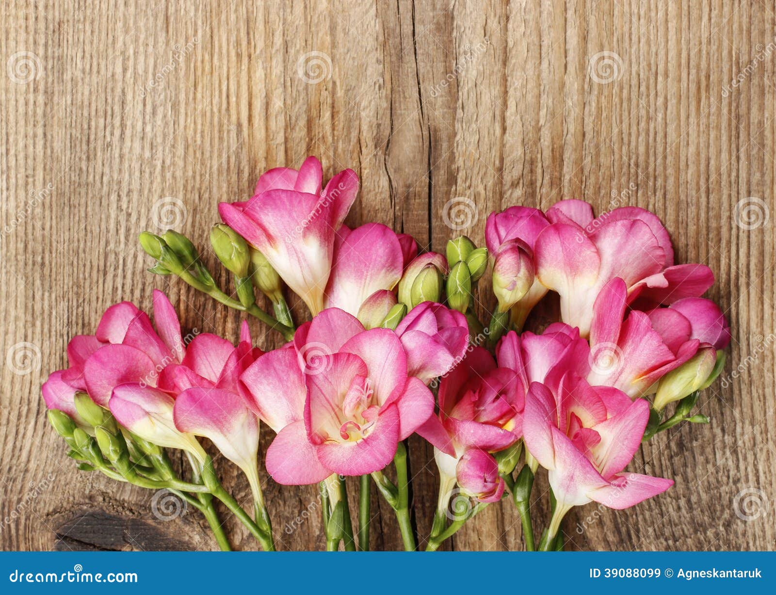 Flores Cor-de-rosa Da Frésia Na Madeira Imagem de Stock - Imagem de jardim,  placa: 39088099