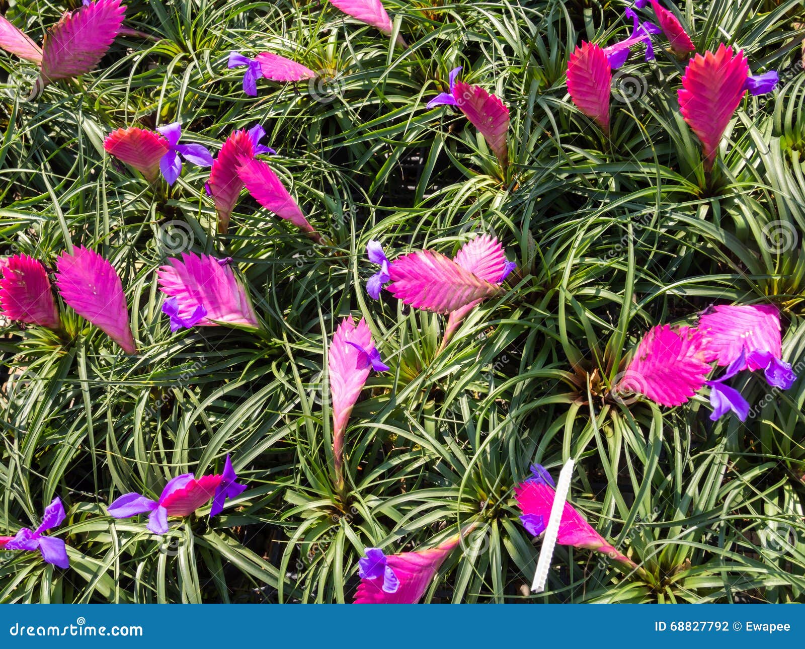 Flores Cor-de-rosa Da Pena (cyanea Do Tillandsia) Foto de Stock - Imagem de  nave, flor: 68827792