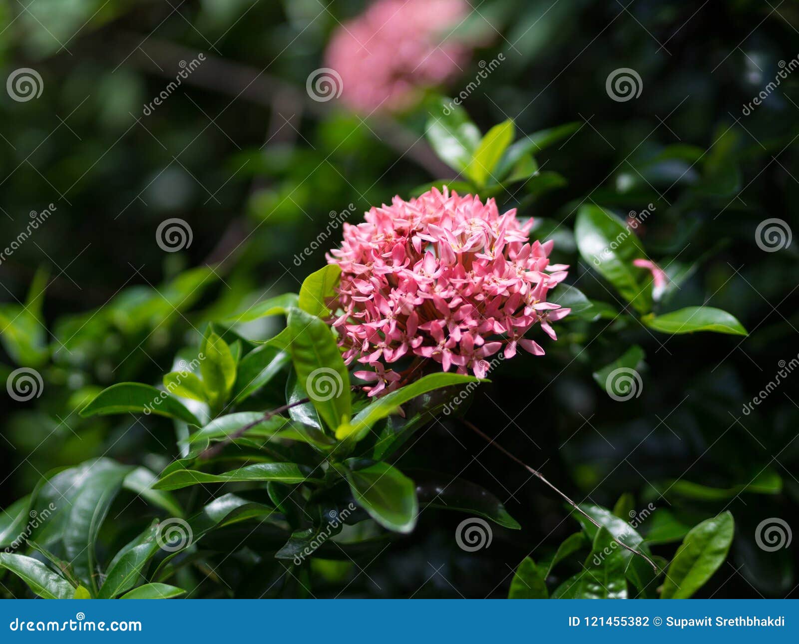 Flores Cor-de-rosa Do Coccinea De Mini Ixora Do Close Up Para O Fundo  Família Do Rubiaceae, Tailândia Foto de Stock - Imagem de buquê, isolado:  121455382