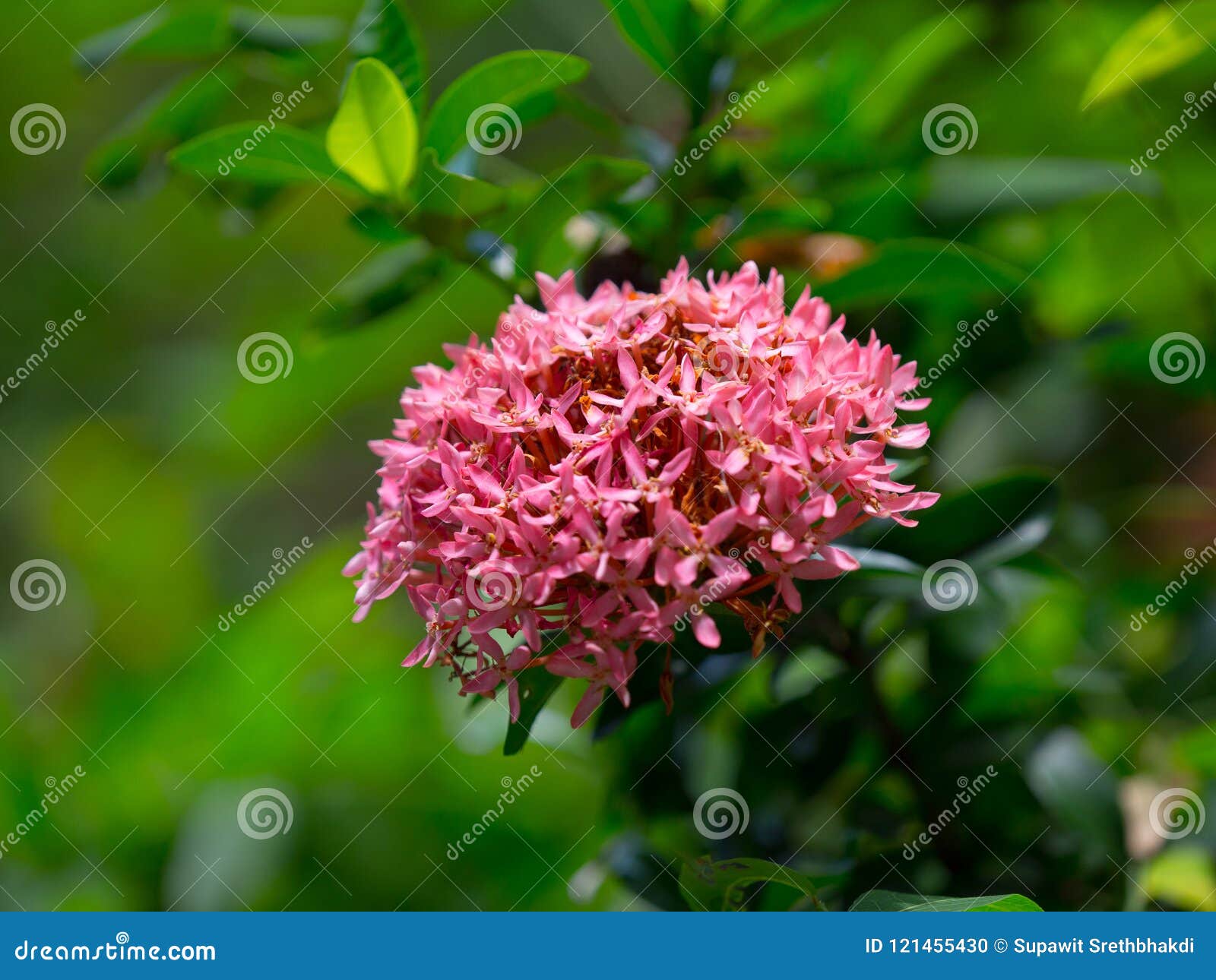 Flores Cor-de-rosa Do Coccinea De Mini Ixora Do Close Up Para O Fundo  Família Do Rubiaceae, Tailândia Foto de Stock - Imagem de branco, bonito:  121455430