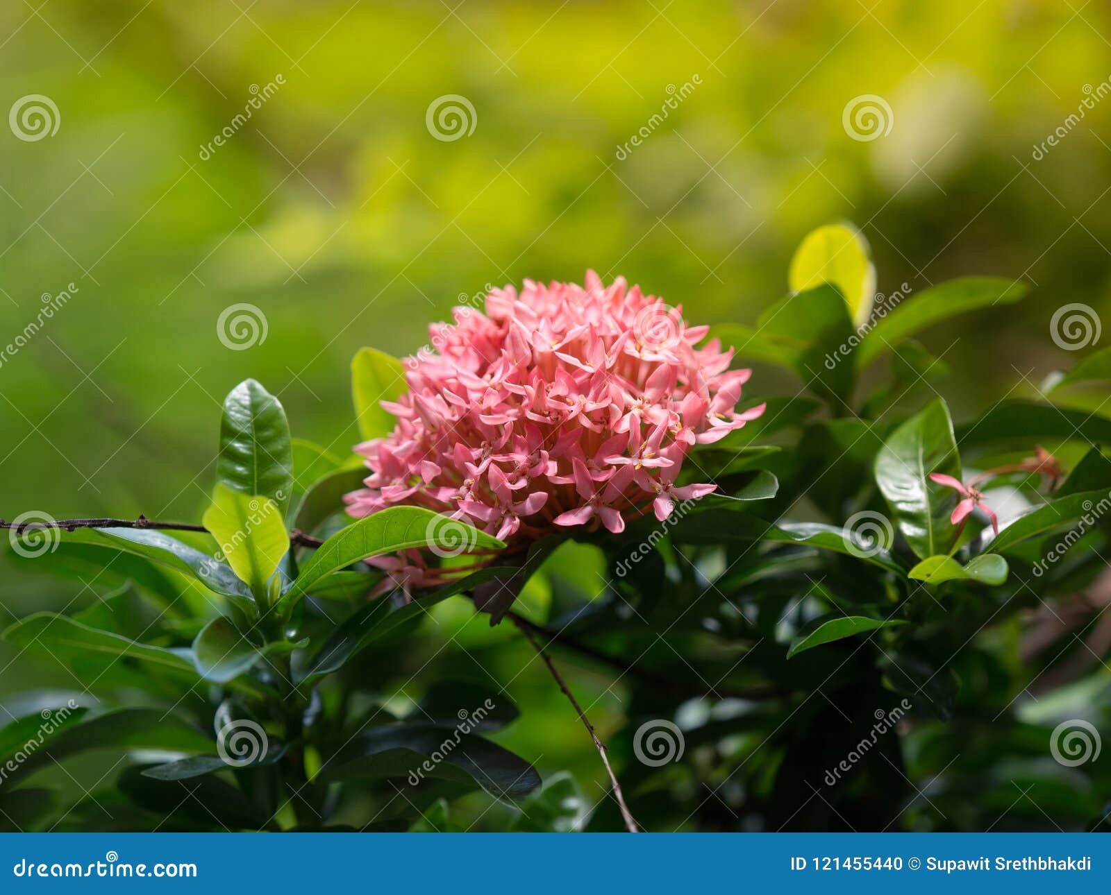 Flores Cor-de-rosa Do Coccinea De Mini Ixora Do Close Up Para O Fundo  Família Do Rubiaceae, Tailândia Foto de Stock - Imagem de wallpaper, buquê:  121455440