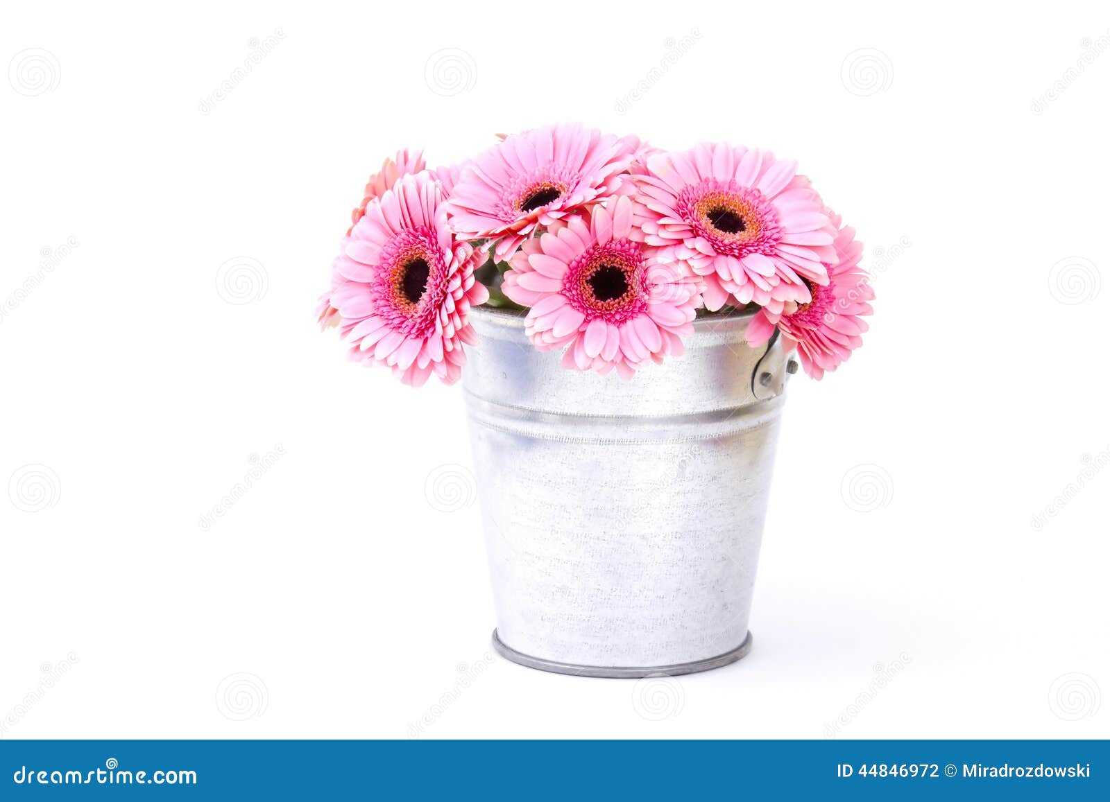 Flores cor-de-rosa do gerbera em uma cubeta. O gerbera cor-de-rosa floresce em uma cubeta no fundo branco