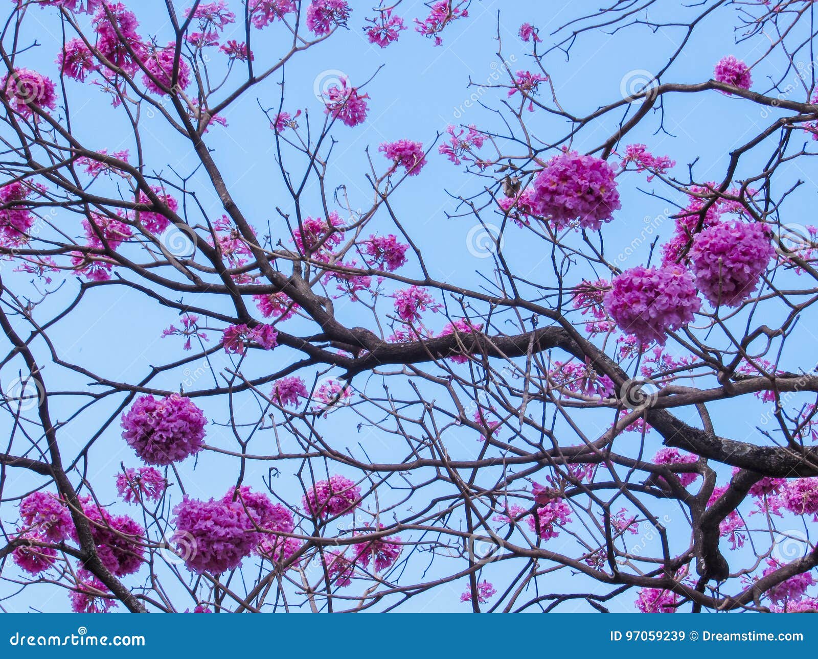 Flores cor-de-rosa do Ipe imagem de stock. Imagem de flora - 97059239