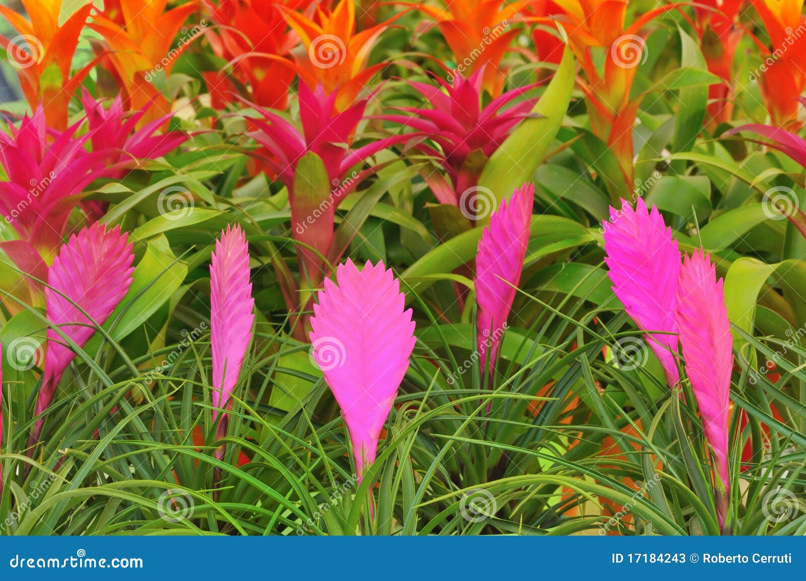 Flores Cor-de-rosa Do Quill E Outras Flores Do Bromelia Imagem de Stock - Imagem  de folha, alaranjado: 17184243