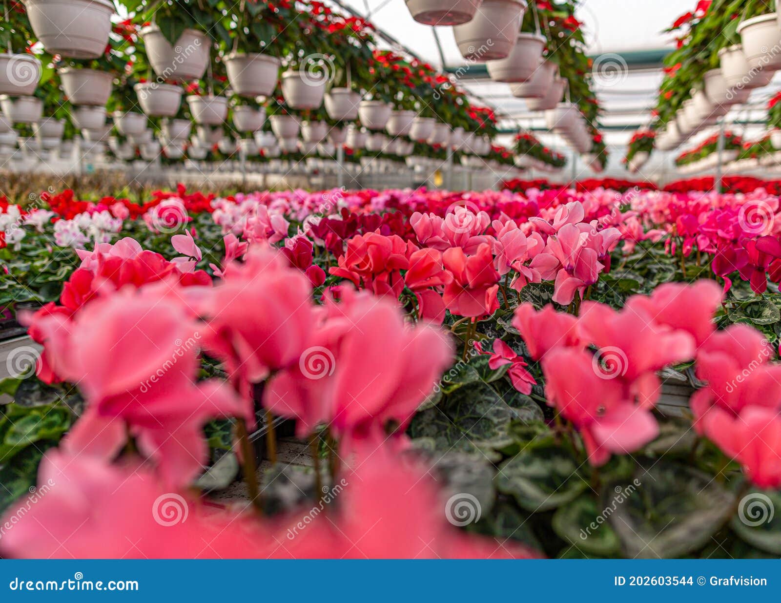 Flores Cor-de-rosa Dos Ciclames Florescendo Foto de Stock - Imagem de  planta, cultivo: 202603544