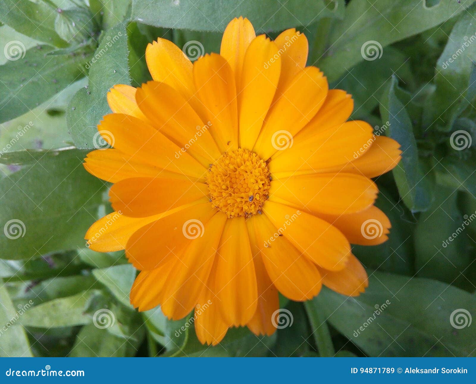 Flores, Cores, Laranja, Cravo-de-defunto, Campo, Pétala, Natureza, único,  Isolada, Planta, Cabeça, Verão, Objetos, Beleza, Amarel Imagem de Stock -  Imagem de flores, amarelo: 94871789