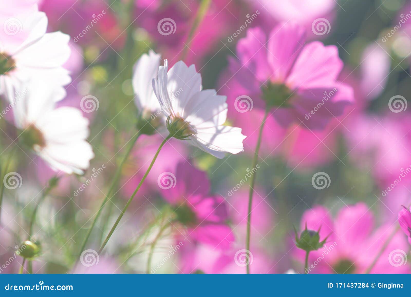 Flores Cosmos Y Fondos De Luz Suave Foto de archivo - Imagen de modelo, fondos: 171437284 Flores Cosmos Y Fondos De Luz Suave Foto de archivo - Imagen de modelo, fondos: 171437284