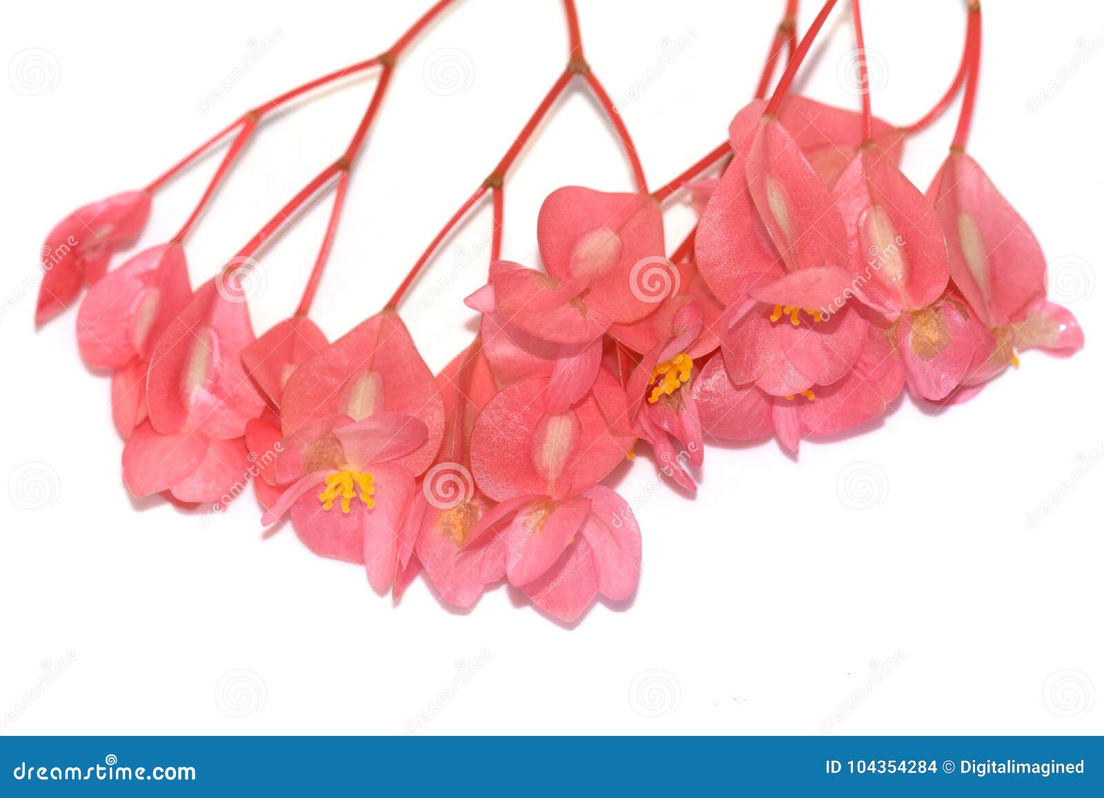 Flores Da Begônia Da Asa Do Anjo Foto de Stock - Imagem de branco, flor:  104354284