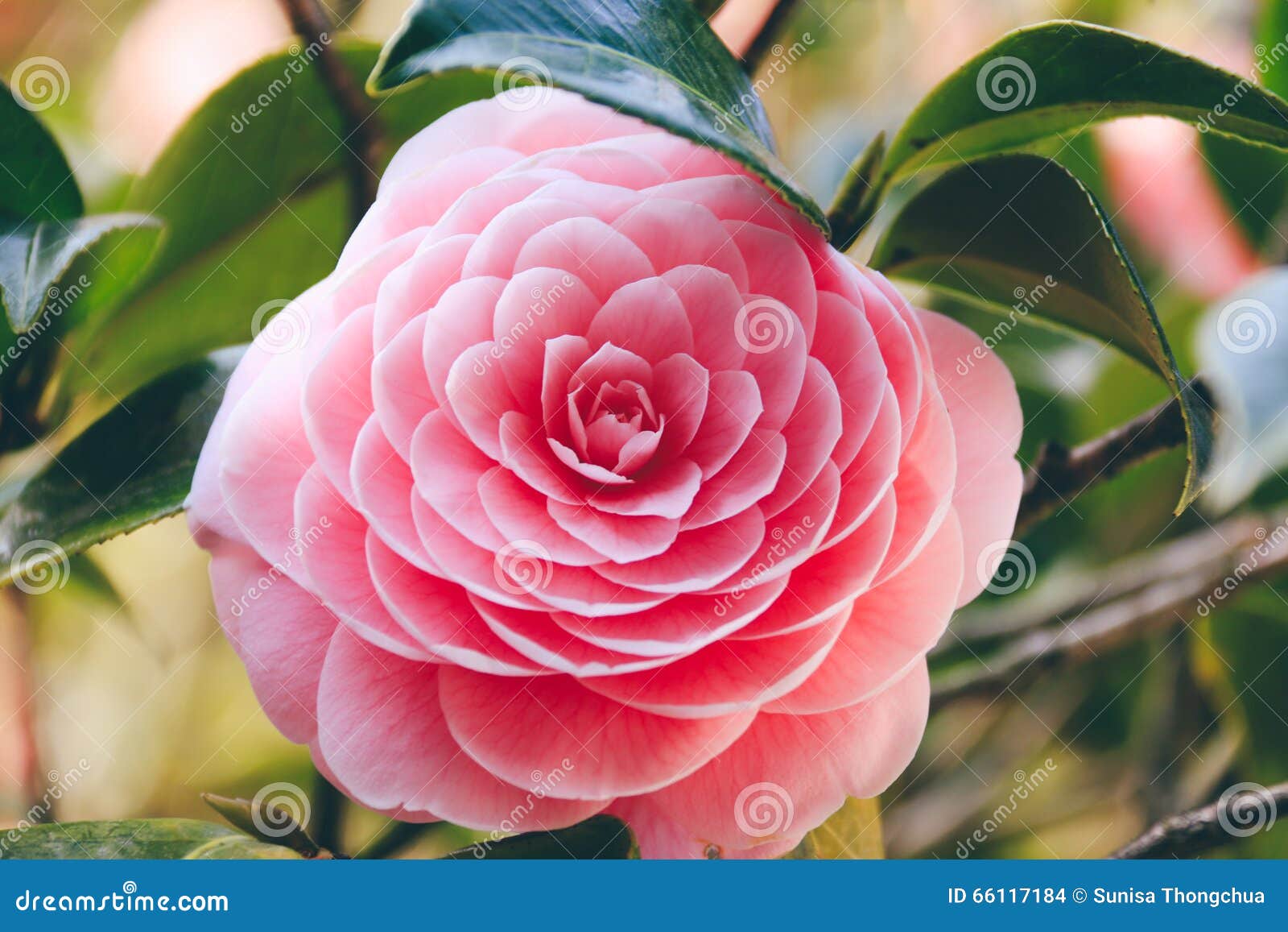 Flores Da Camélia Cor-de-rosa Foto de Stock - Imagem de flores, arroz:  66117184