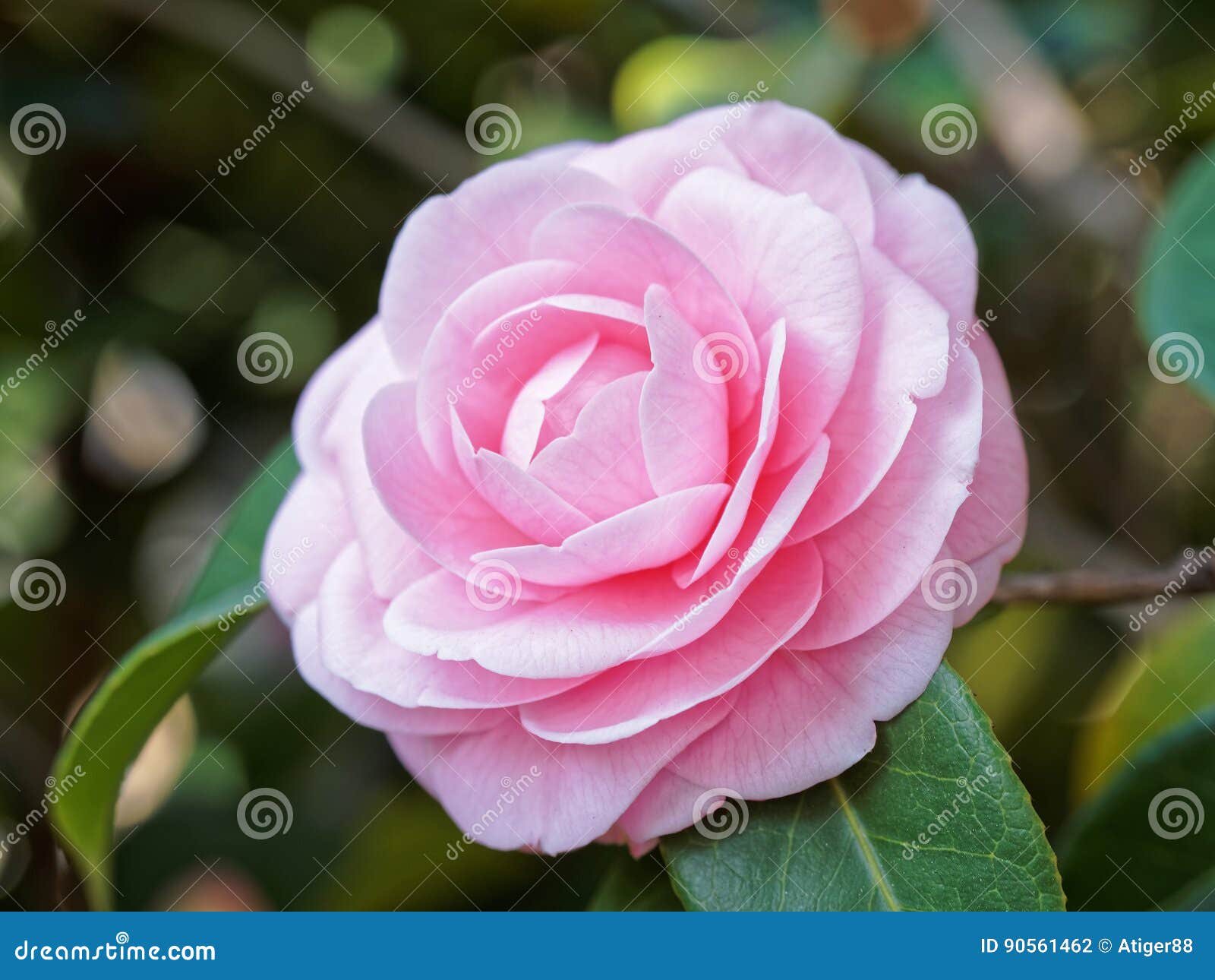 Flores Da Camélia Cor-de-rosa Foto de Stock - Imagem de planta, parque:  90561462