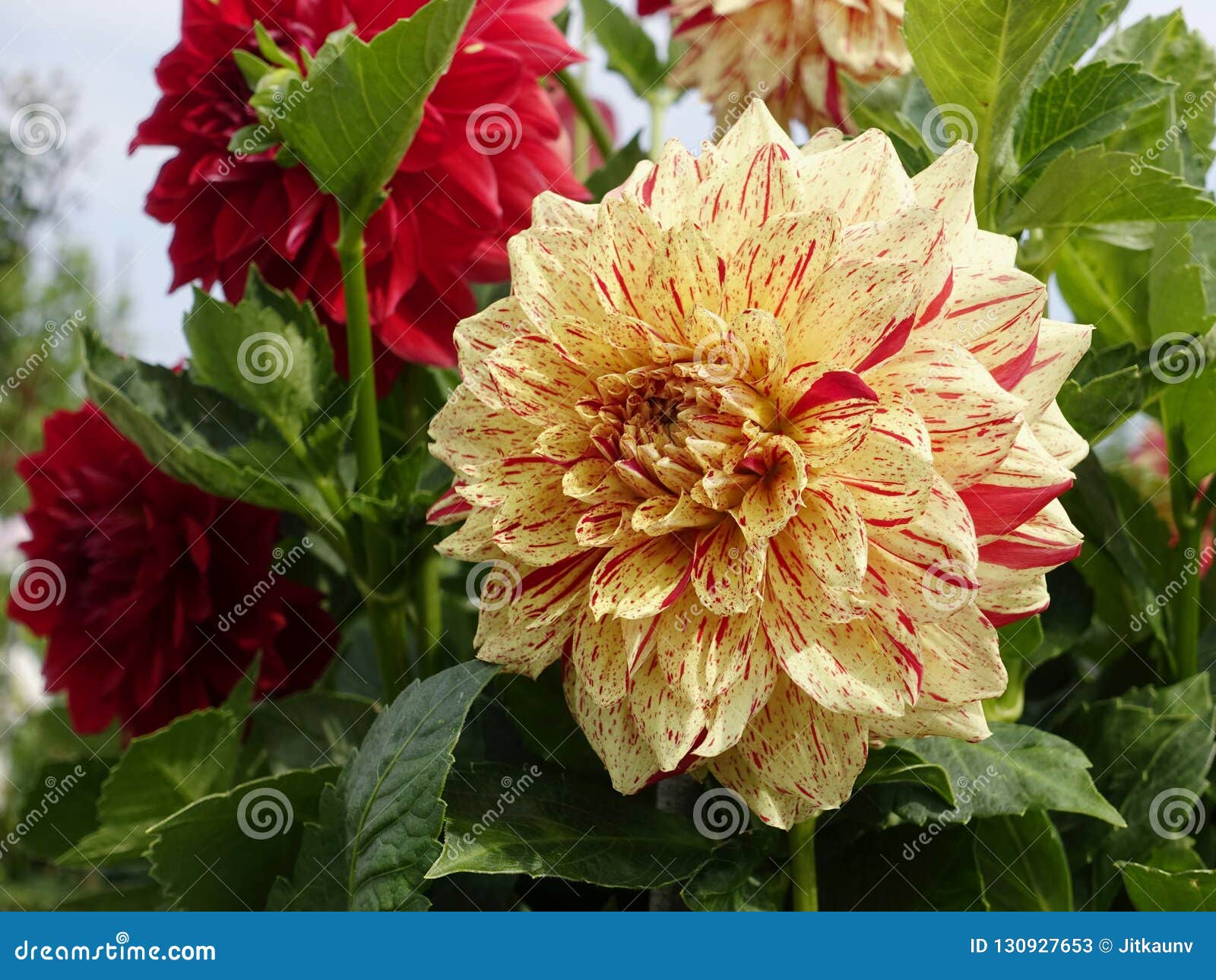 Flores Da Dália, Vermelho E Amarelo Imagem de Stock - Imagem de jardins,  planta: 130927653