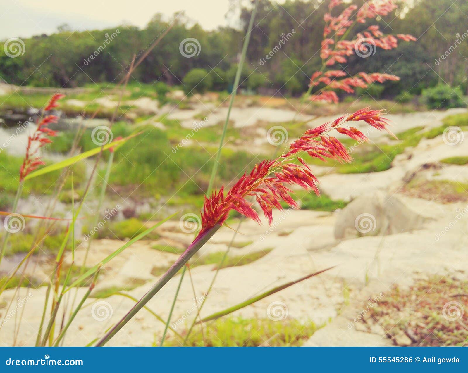 Flores da grama em rochas. A flor da grama verde encontrou geralmente em montes e em montanhas esta imagem tomou no parque nacional do bannergatta