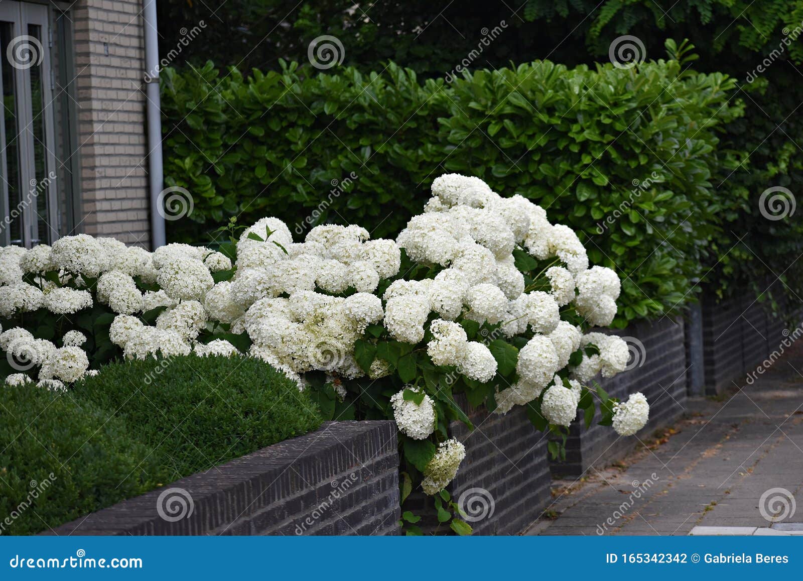 Flores Da Hortensia Branca No Jardim Foto de Stock - Imagem de nave,  jardim: 165342342