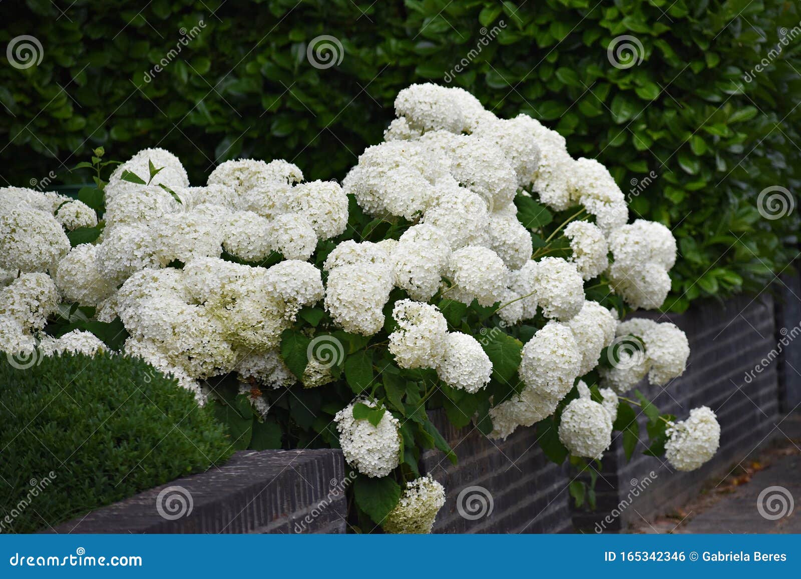 Flores Da Hortensia Branca No Jardim Foto de Stock - Imagem de planta,  grupo: 165342346