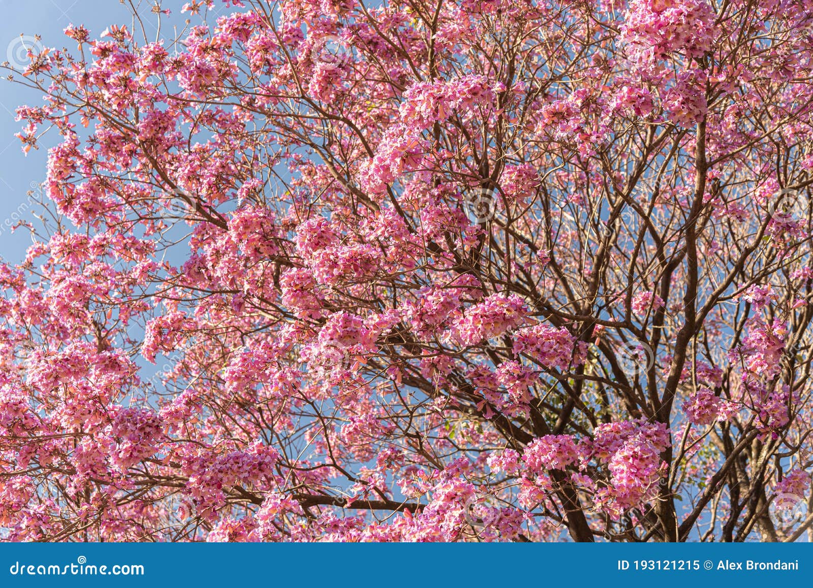 Flores Da Ipe Rosa Tree Handroanthus Heptaphyllus Contra O Céu Azul Imagem  de Stock - Imagem de jardim, carlos: 193121215