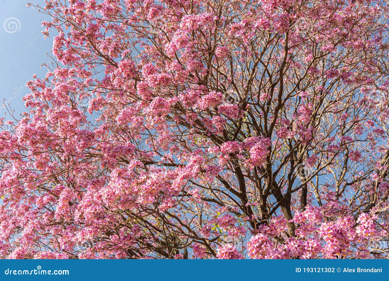 Flores Da Ipe Rosa Tree Handroanthus Heptaphyllus Contra O Céu Azul Foto de  Stock - Imagem de planta, folha: 193121302