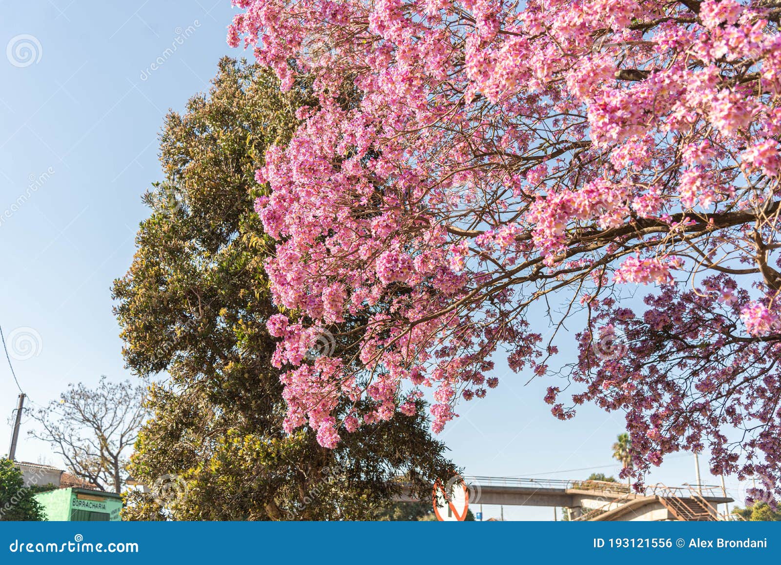 Flores Da Ipe Rosa Tree Handroanthus Heptaphyllus Contra O Céu Azul Foto de  Stock - Imagem de federal, jardinar: 193121556