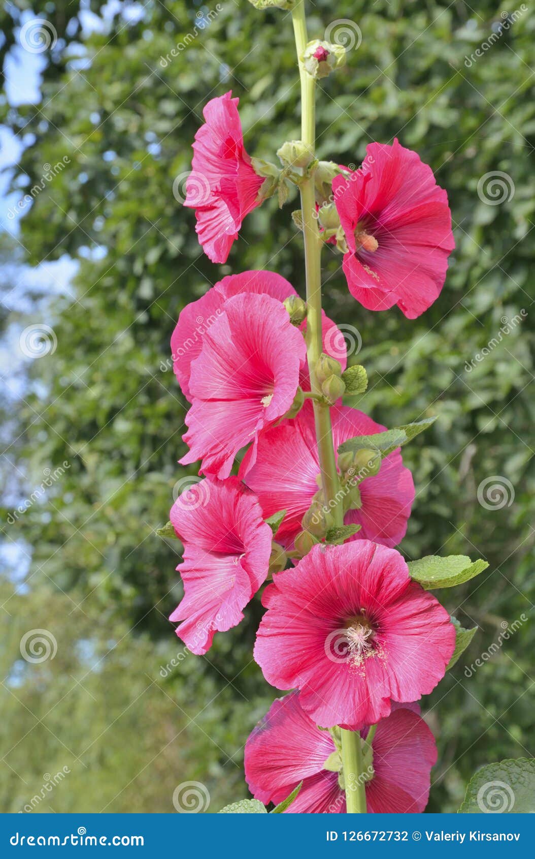 Flores da malva 14 foto de stock. Imagem de flor, macro - 126672732