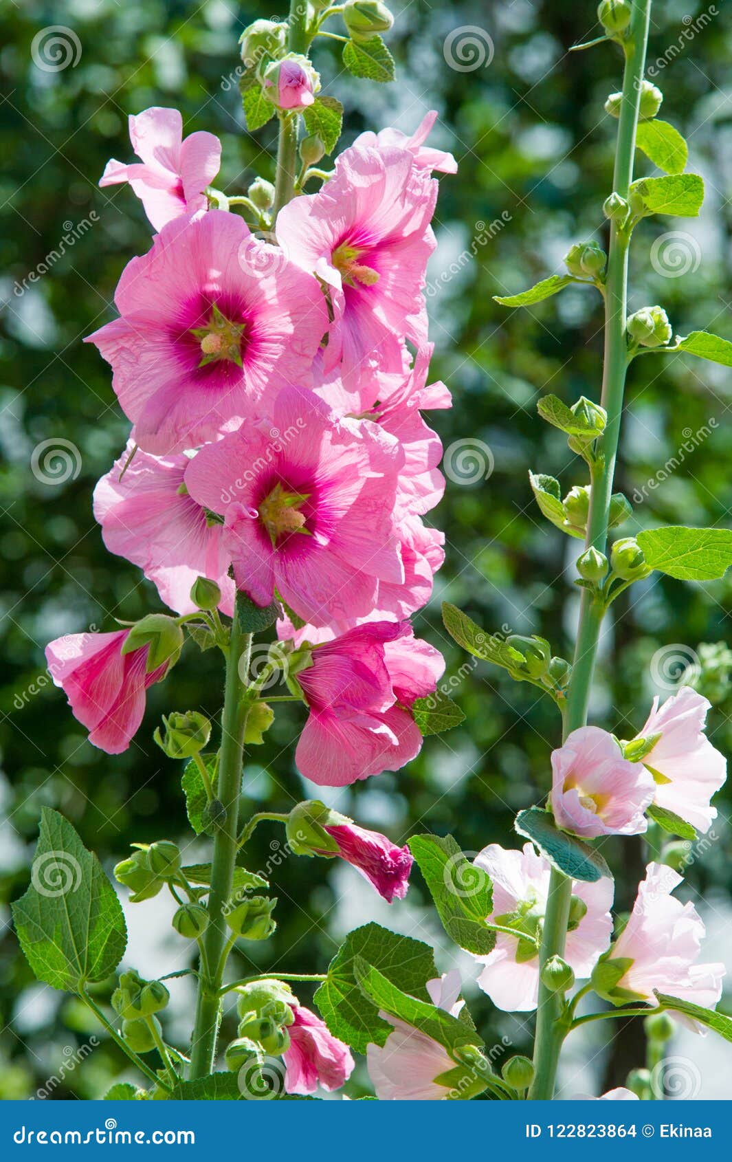 Flores Da Malva Uma Planta Herbácea Com Hastes Peludos, Rosa Ou Pur Foto de  Stock - Imagem de flores, projeto: 122823864