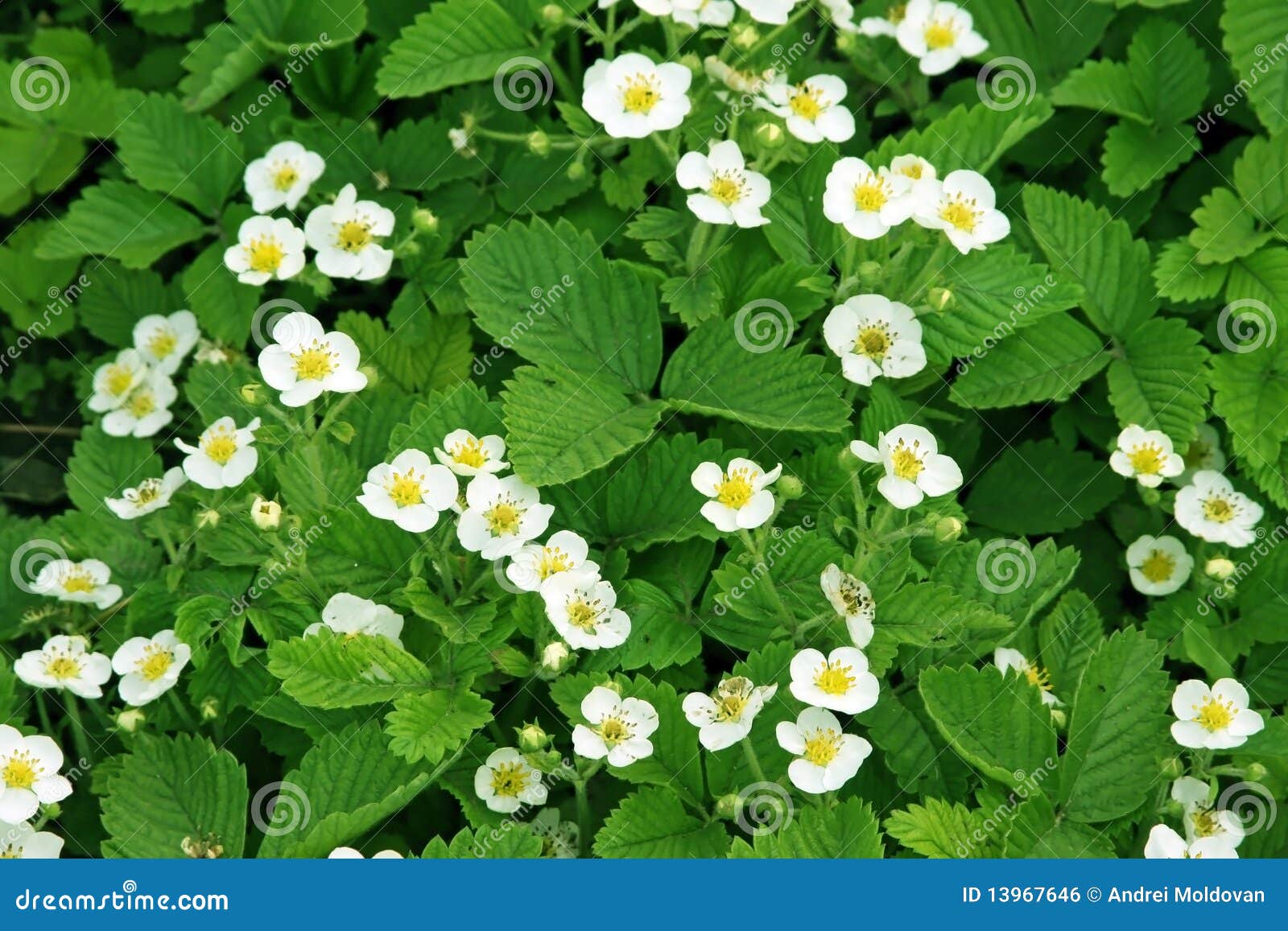 Flores da morango que florescem durante o tempo de mola