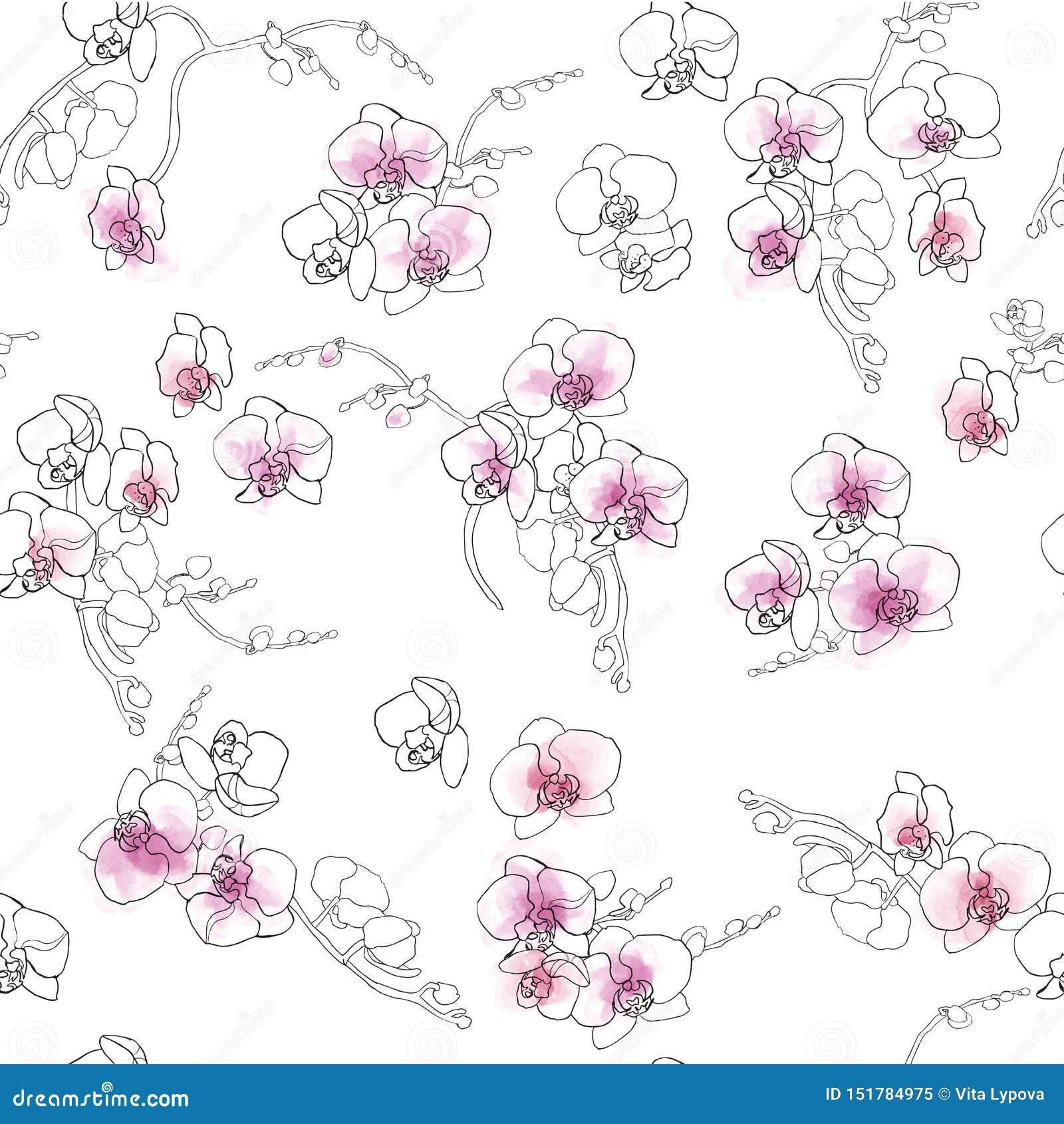 Flores Da Orquídea, Phalaenopsis, Preto Em Um Fundo Branco, Manchas Do  Contorno Da Aquarela Ilustração do Vetor - Ilustração de projeto, desenho:  151784975