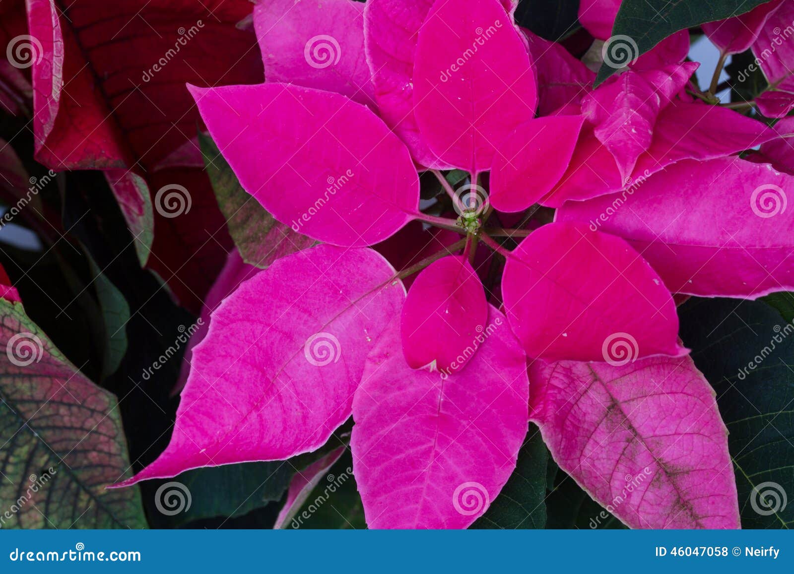 Flores Da Poinsétia Ou Estrela Do Natal Foto de Stock - Imagem de estrela,  verde: 46047058