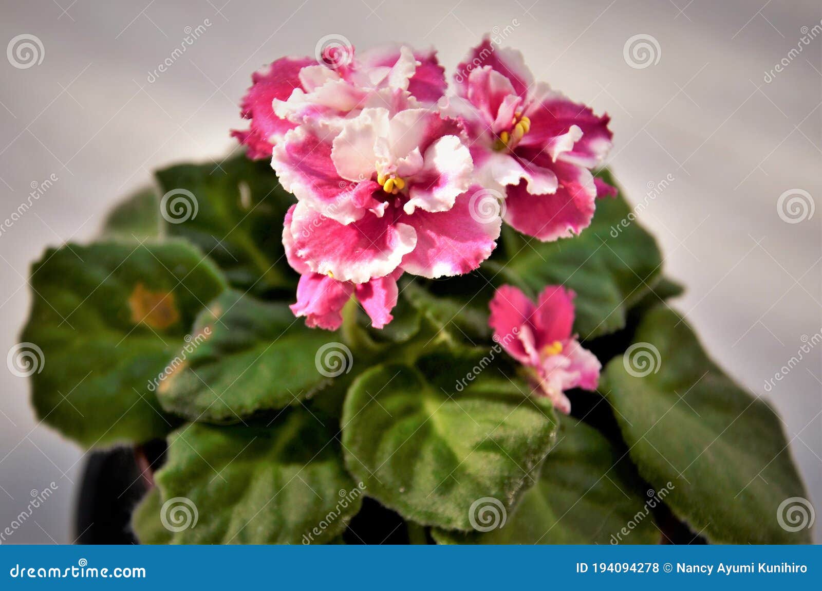 flores da saintpaulia ionantha no vaso