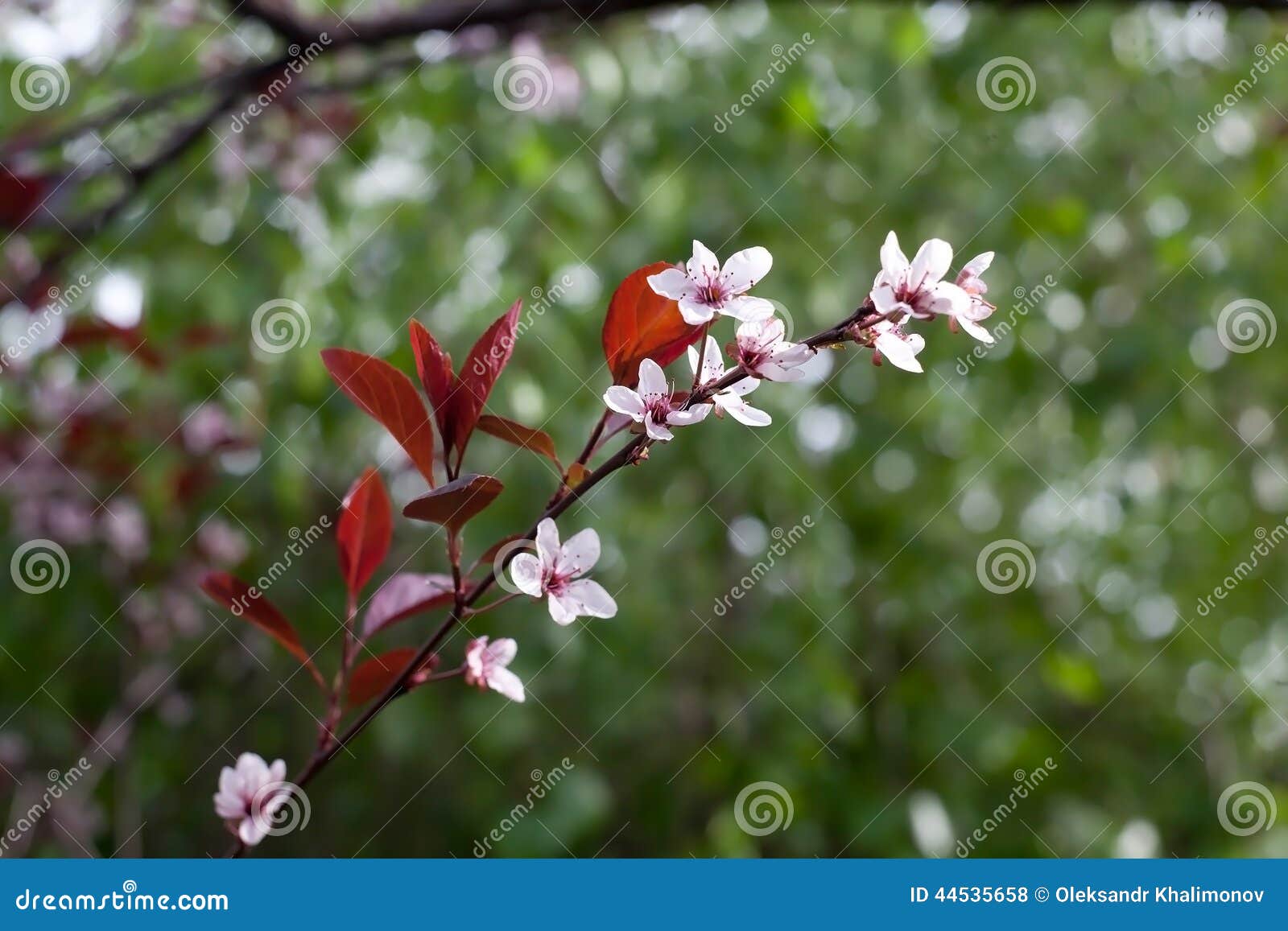 Flores da árvore. Flores pequenas com as pétalas brancas no ramo de uma árvore com obscuridade - o vermelho sae na mola