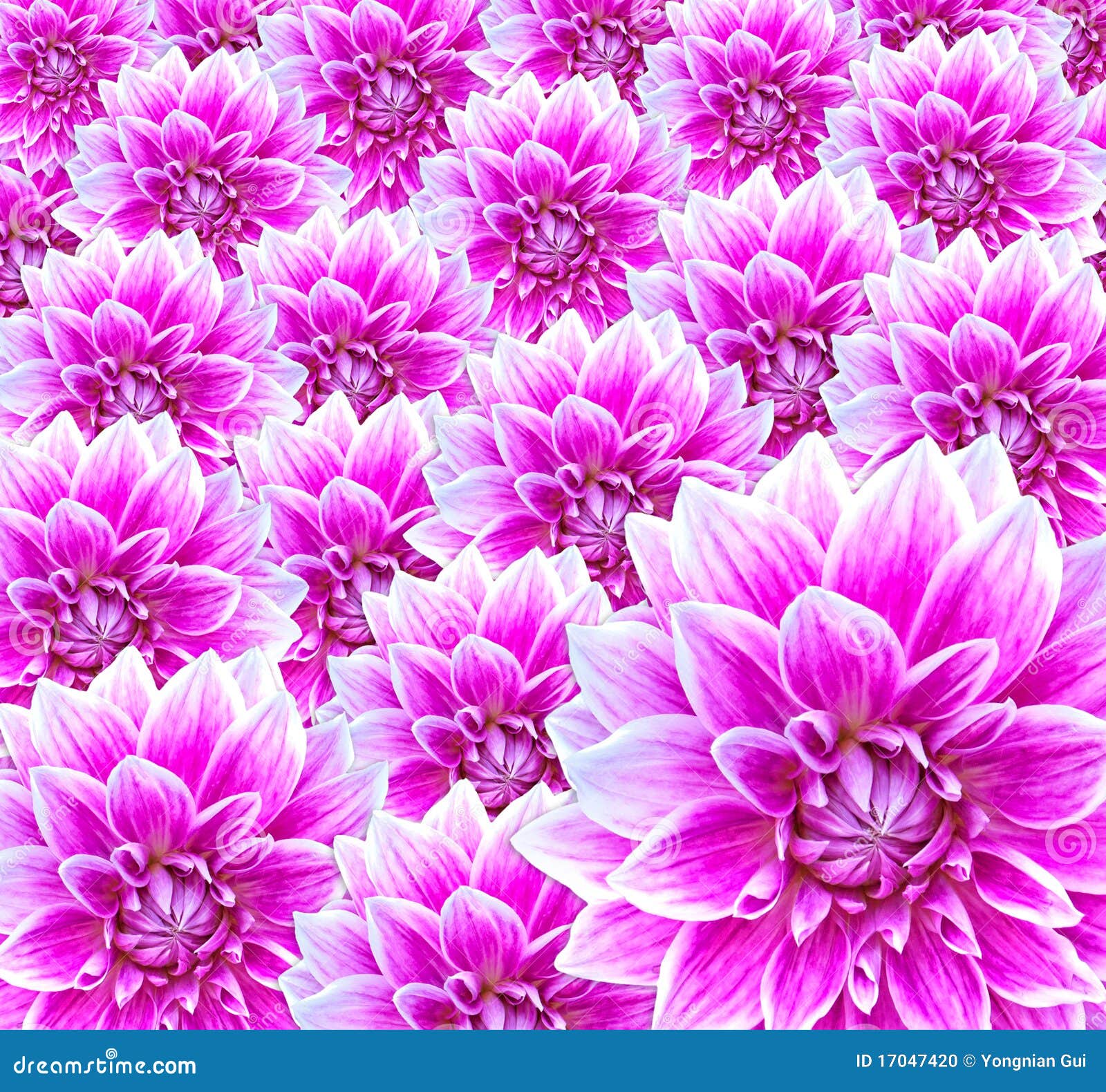 Flores (dalia) foto de archivo. Imagen de hermoso, flores - 17047420 Flores (dalia) foto de archivo. Imagen de hermoso, flores - 17047420
