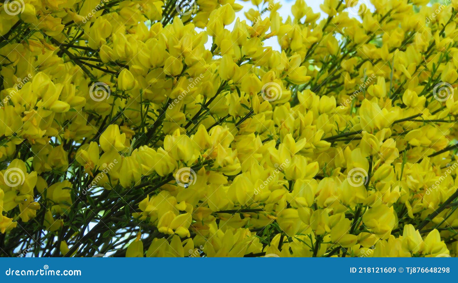 Flores De Acácia Amarela Em Ramos E Galhos Num Jardim De Primavera. Imagem  de Stock - Imagem de amarelo, jardim: 218121609