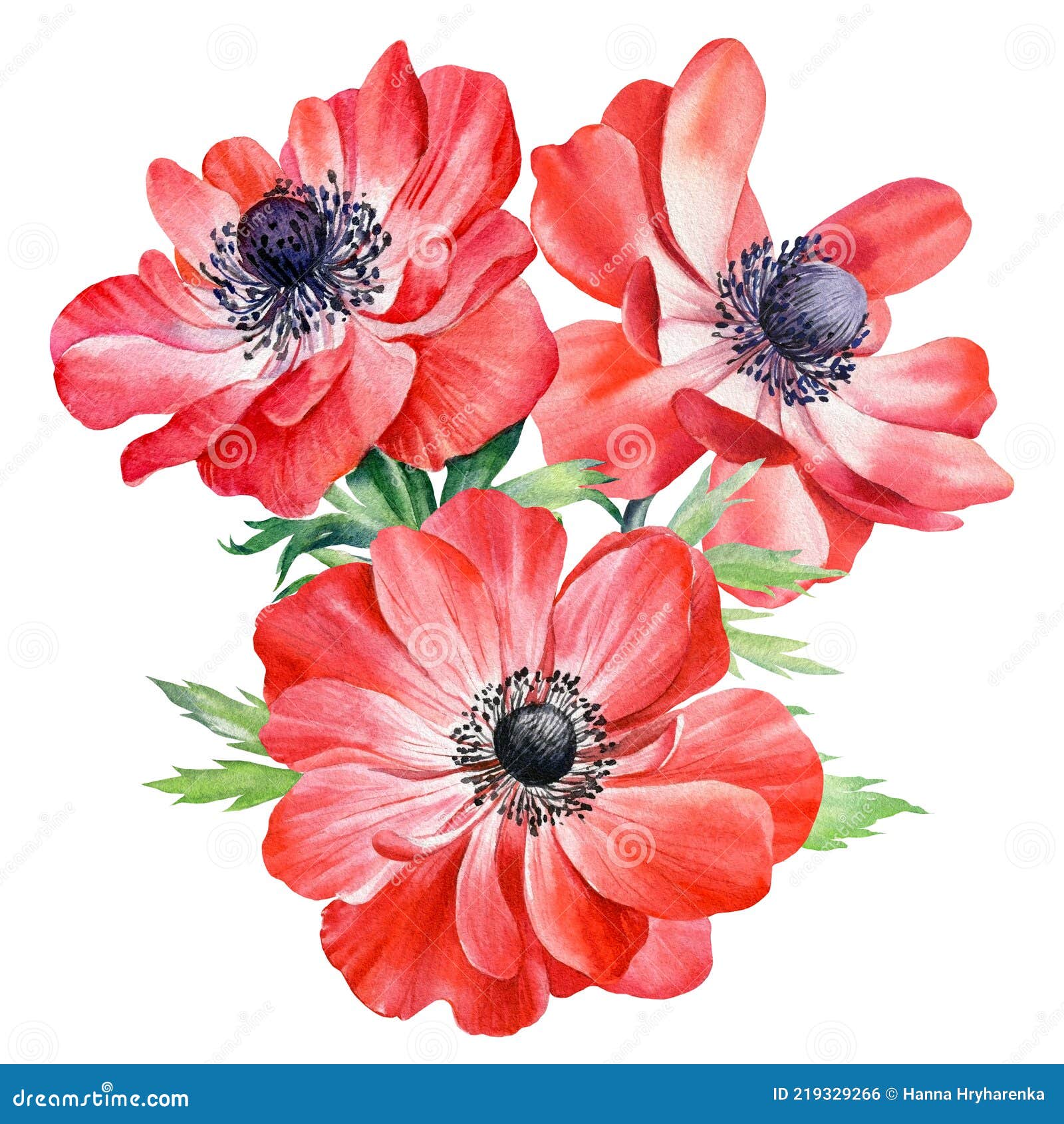 Flores De Anémonas. Acuarela Botánica Ilustración Floral Para El Diseño.  Flor Roja Stock de ilustración - Ilustración de conjunto, flora: 219329266