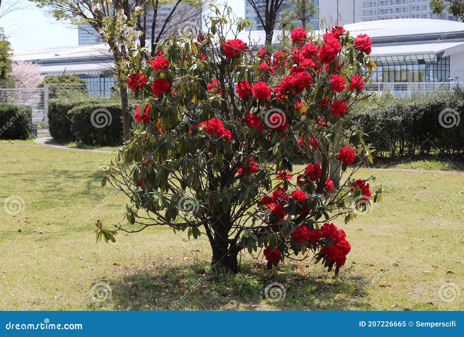 Flores De Azalea Rojo Muy Luminosas En Un Arbusto En Un Parque Imagen de  archivo - Imagen de cubo, plantas: 207226665