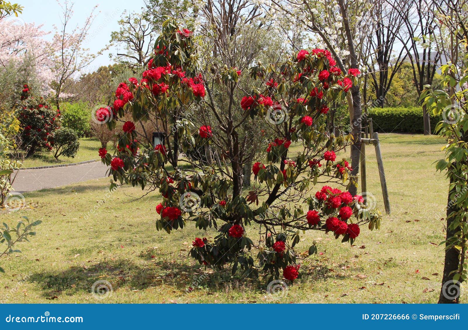 Flores De Azalea Rojo Muy Luminosas En Un Arbusto En Un Parque Foto de  archivo - Imagen de color, flor: 207226666