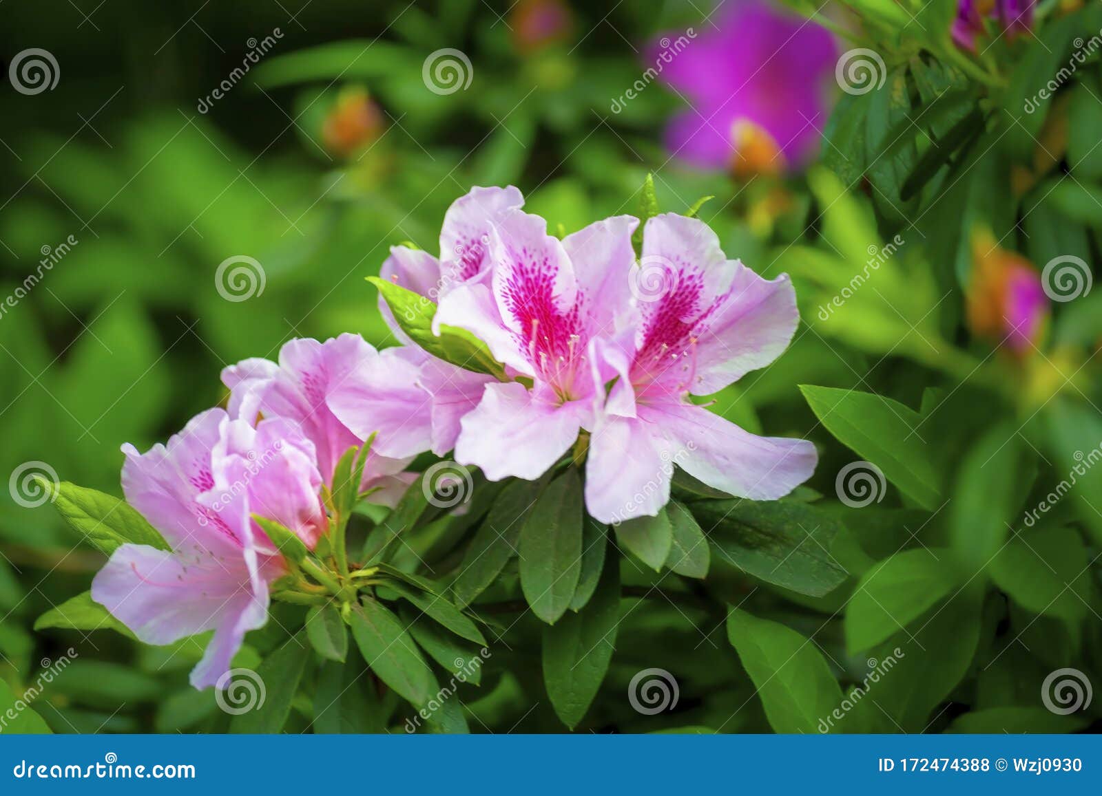 Flores De Azalea Rosada En Flor En El Jardín Foto de archivo - Imagen de  primer, arbusto: 172474388